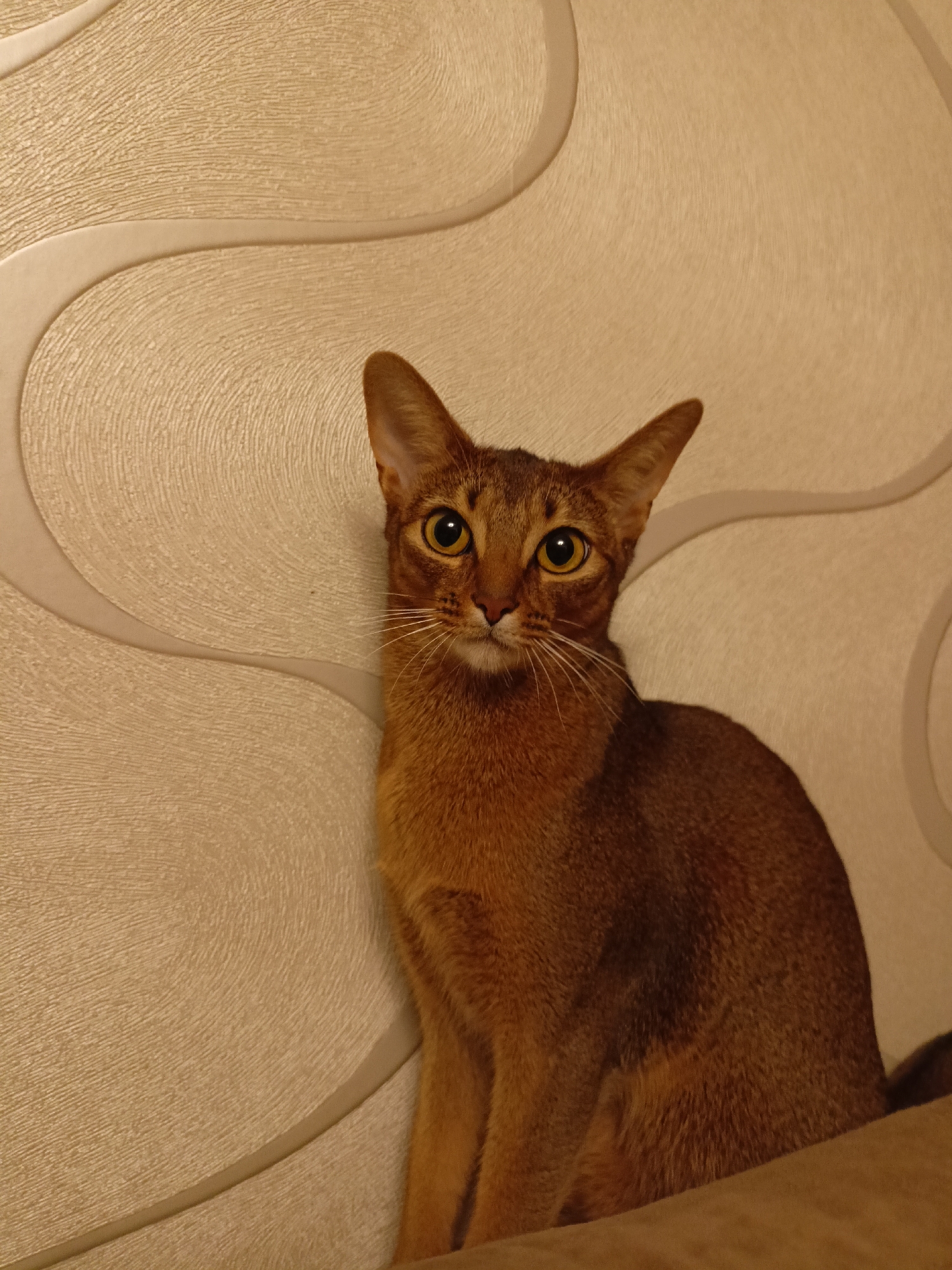 Abyssinian cat on a sofa, Volgodonsk