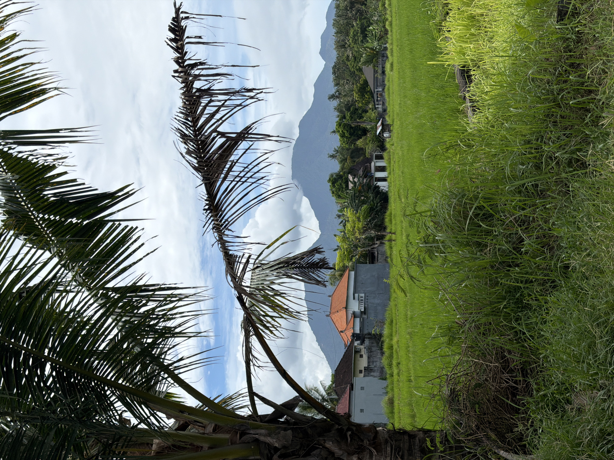 Morning agricultural landscape documented in Karangasem, Indonesia