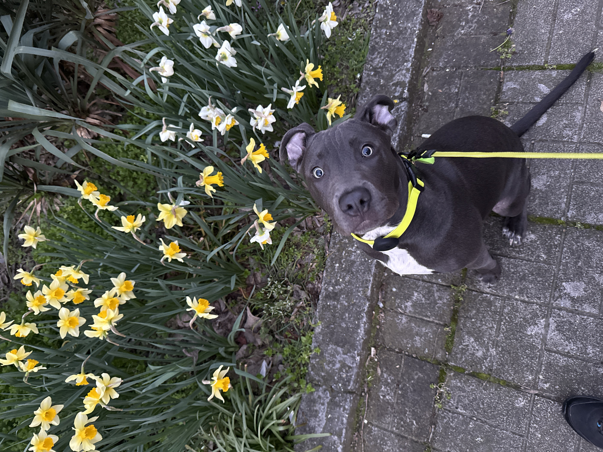 Dog walker tends to pets amid spring blooms in Varna