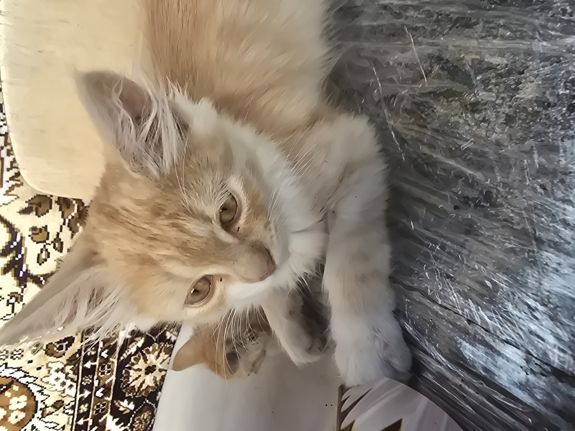Two ginger kittens at rest on plastic wrap in Dnipro