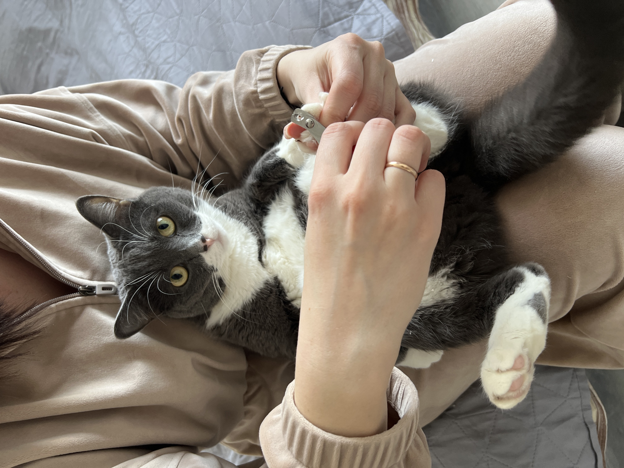 Woman trims cat's nails during morning routine in Tyumen