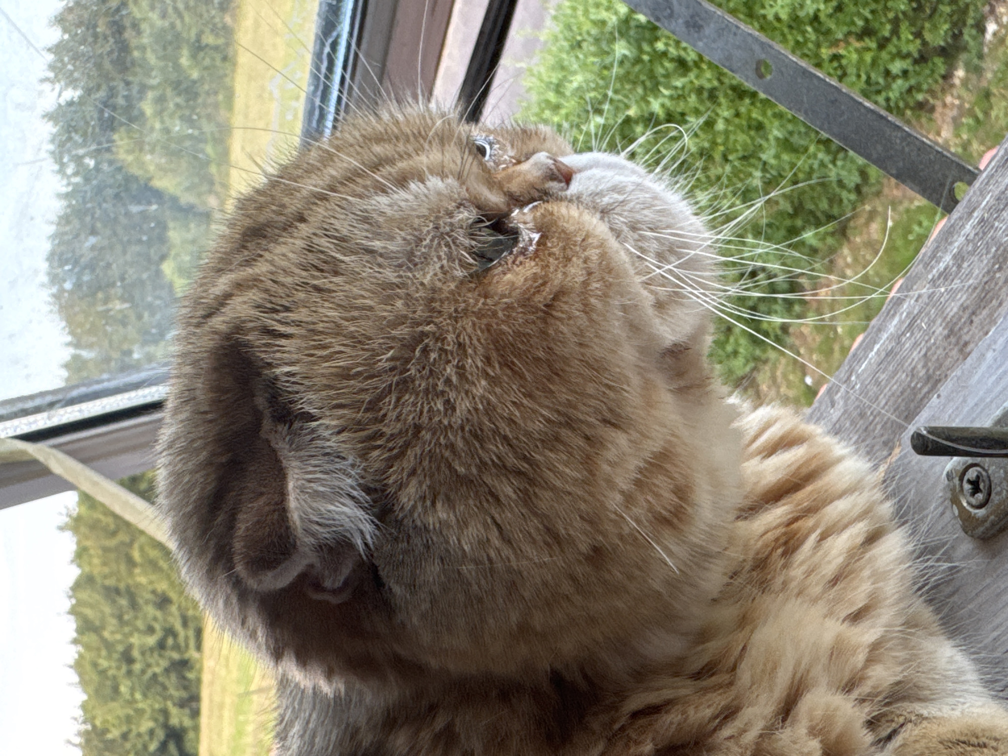 Scottish Folds and Siamese cats lounging around the house