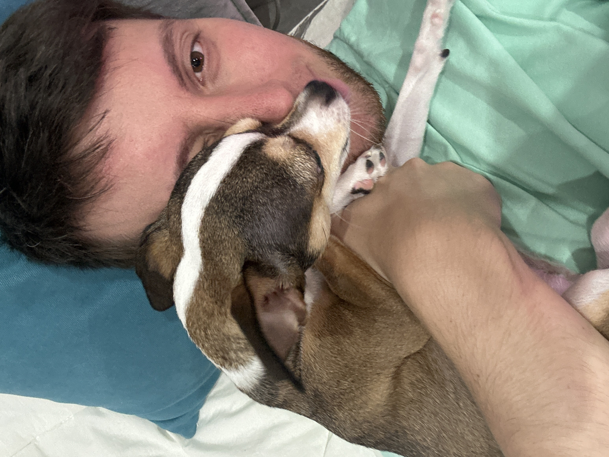Lazy evening with Chihuahuas on a bed in Tokaryovo