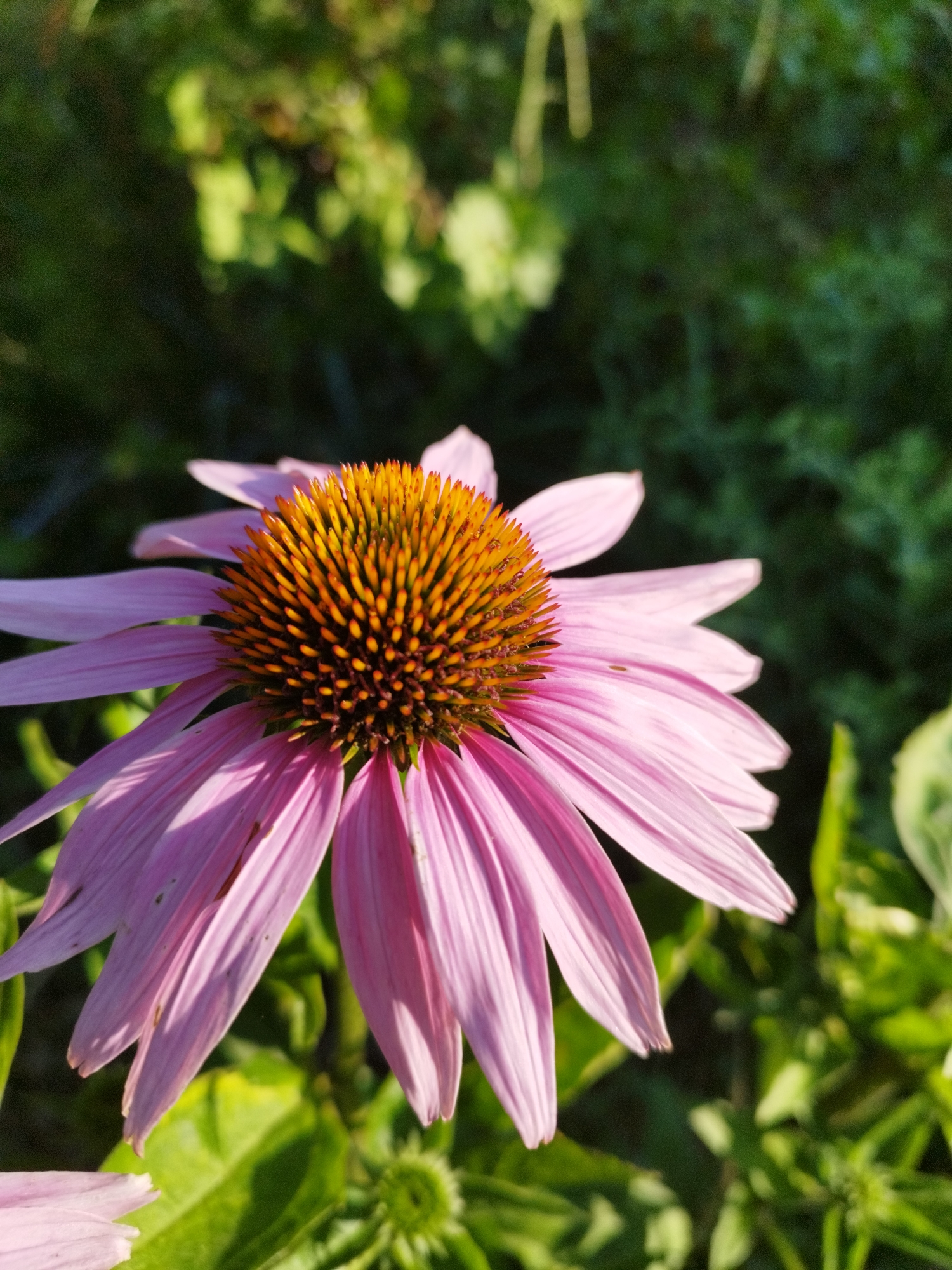 Garden blooms and homemade fruit leather in Lozova