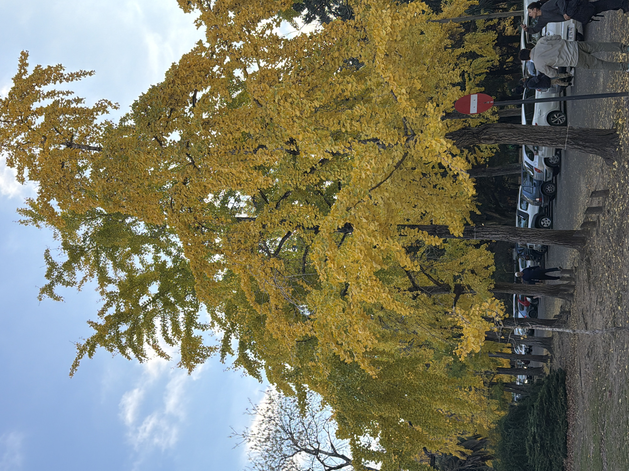 Visitor documents La Plata Museum exhibits and autumn streetscape