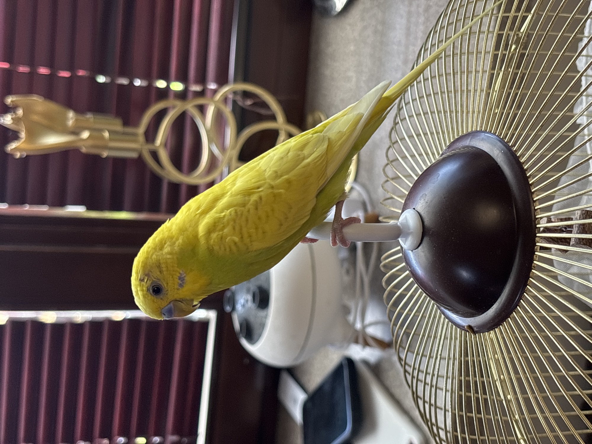Yellow budgerigar perches on cage and hand in Russia