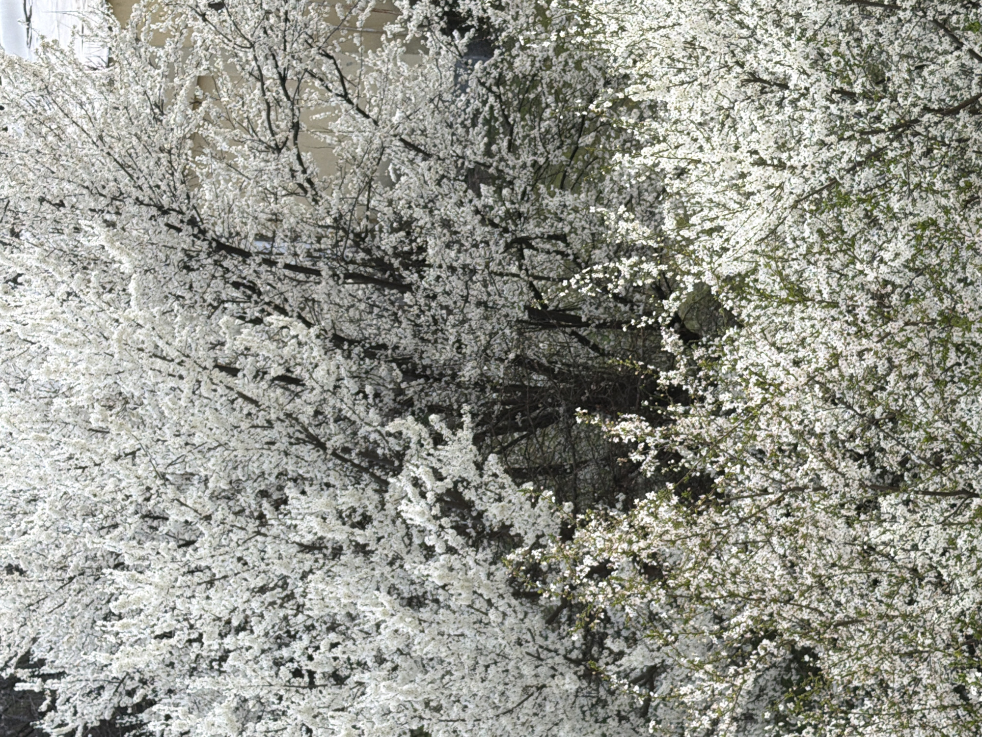 Spring blooms and sauna visit documented in Sofia
