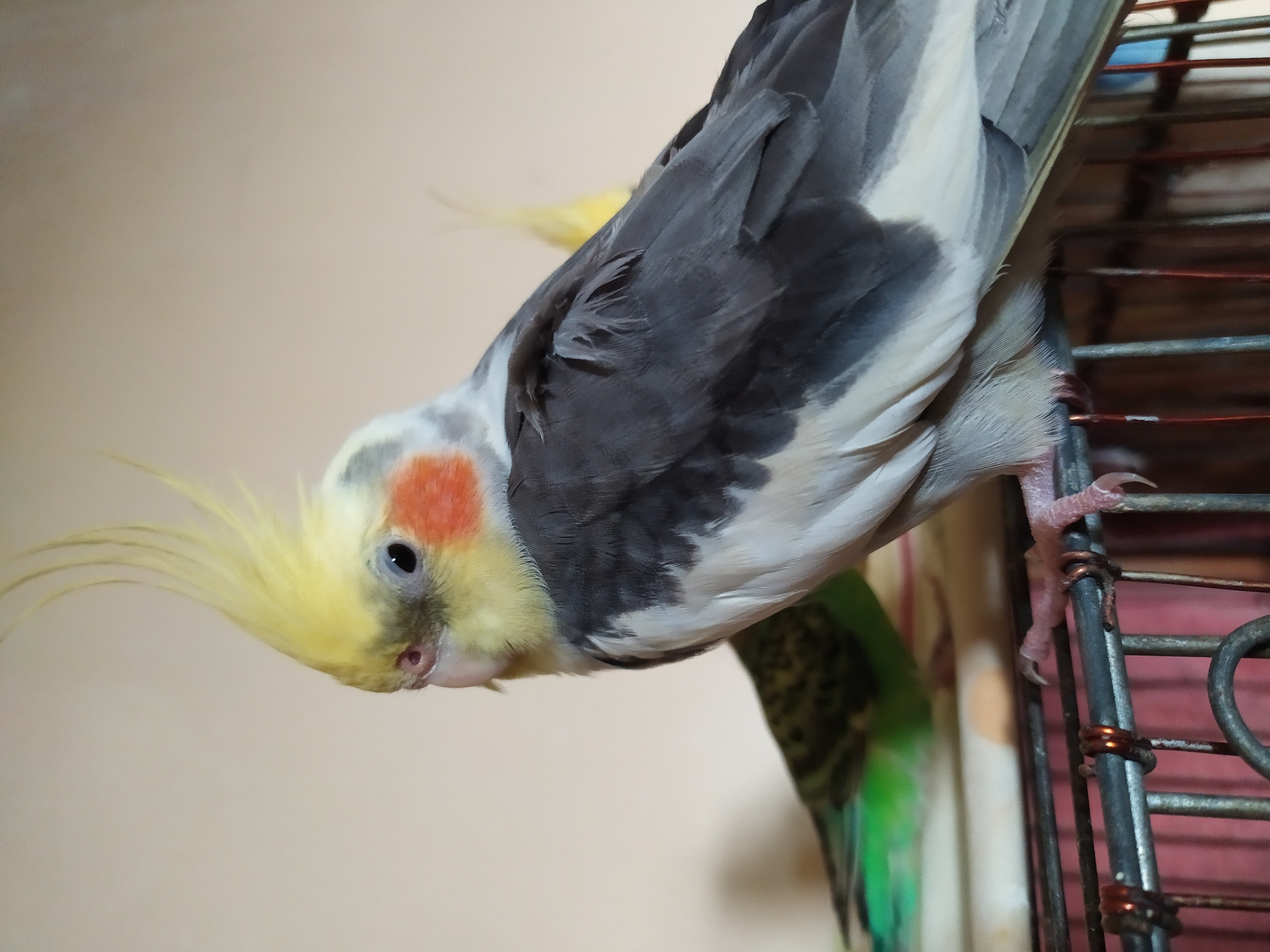 Pet cockatiel and budgie photographed up close in Bilajari