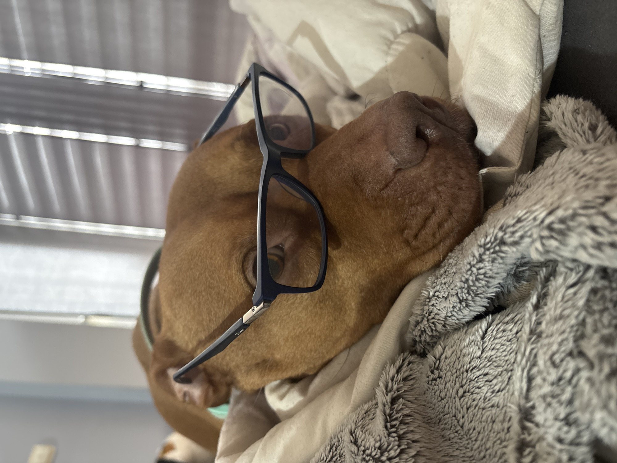 Pet dog photographed in playful indoor moments in Sofia