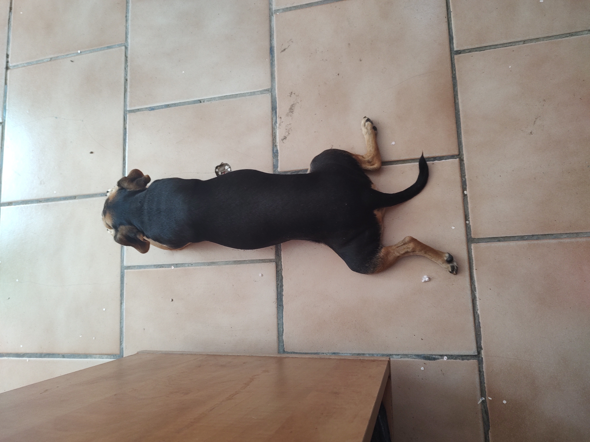 Dog naps inside a small fire station in Tervel, Bulgaria