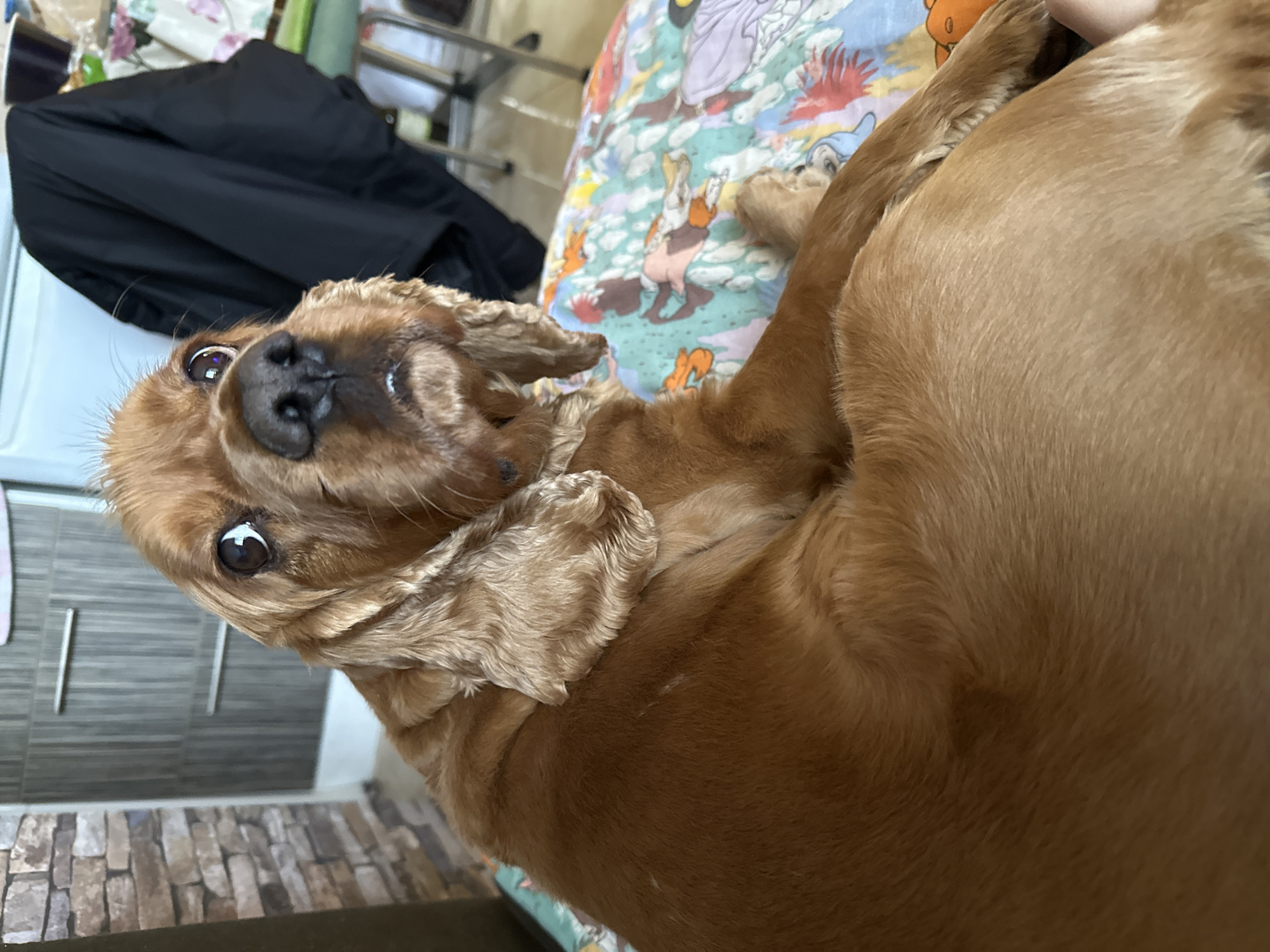 Cocker Spaniel enjoys lazy afternoon around Sofia home