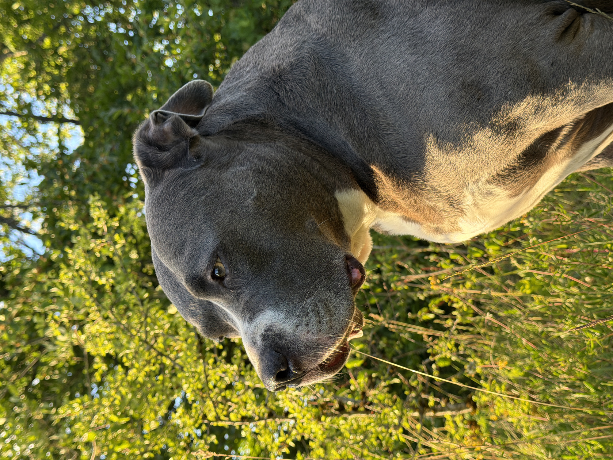 Large Mastiff observed in Esch-sur-Alzette park setting