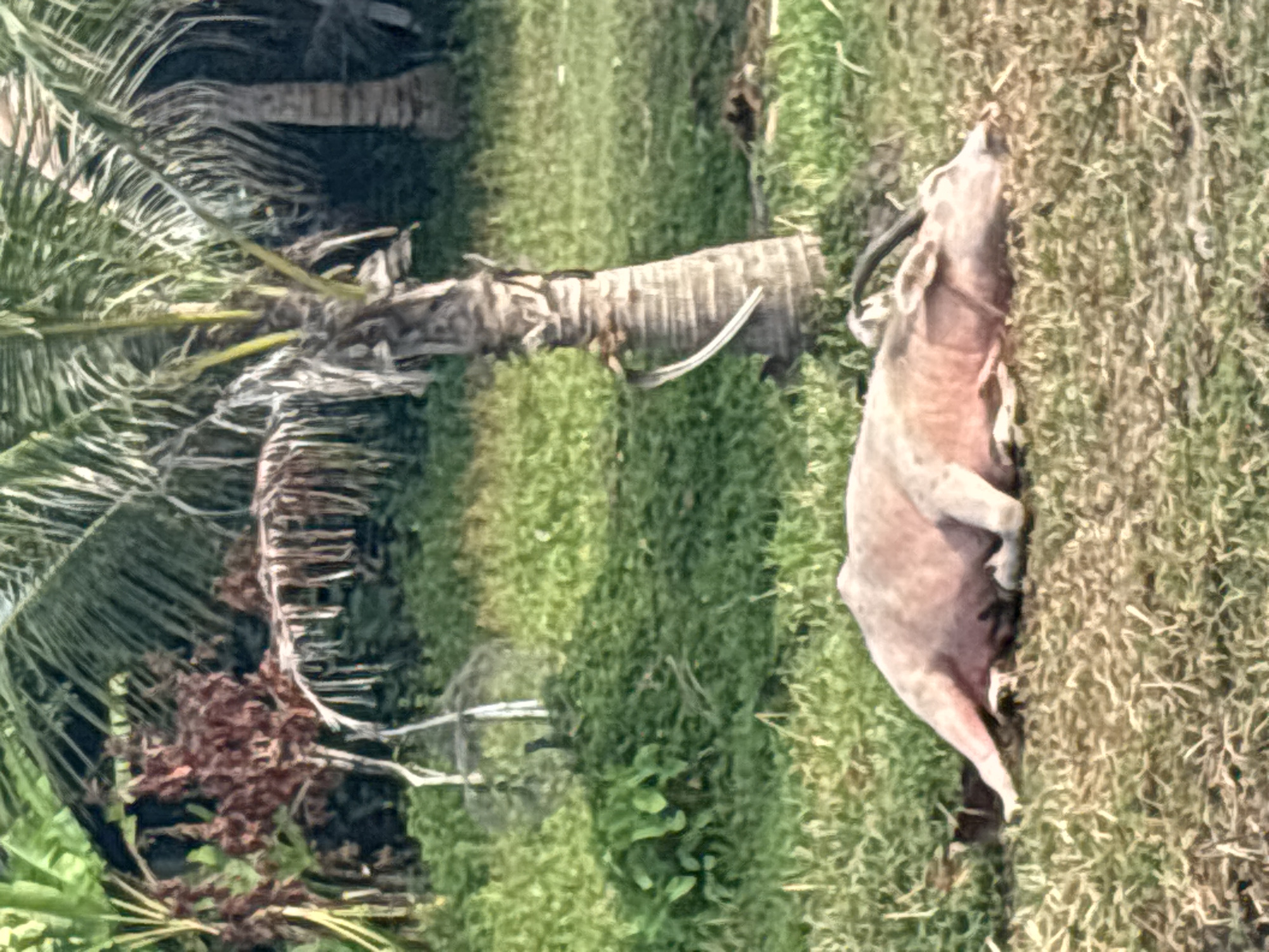 Water buffalo rests among palm trees in Thai village