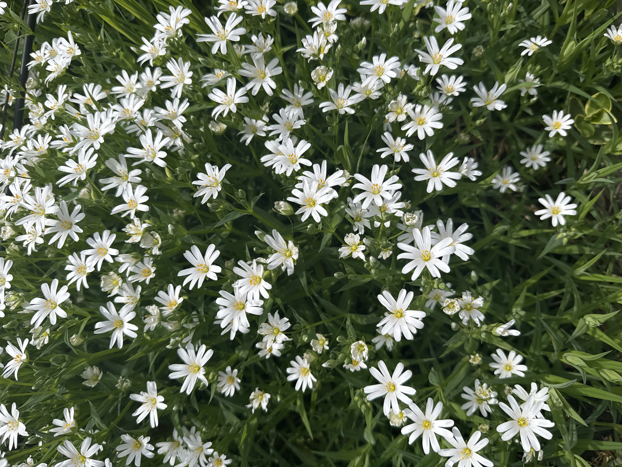White flowers bloom in Sofia garden during spring afternoon