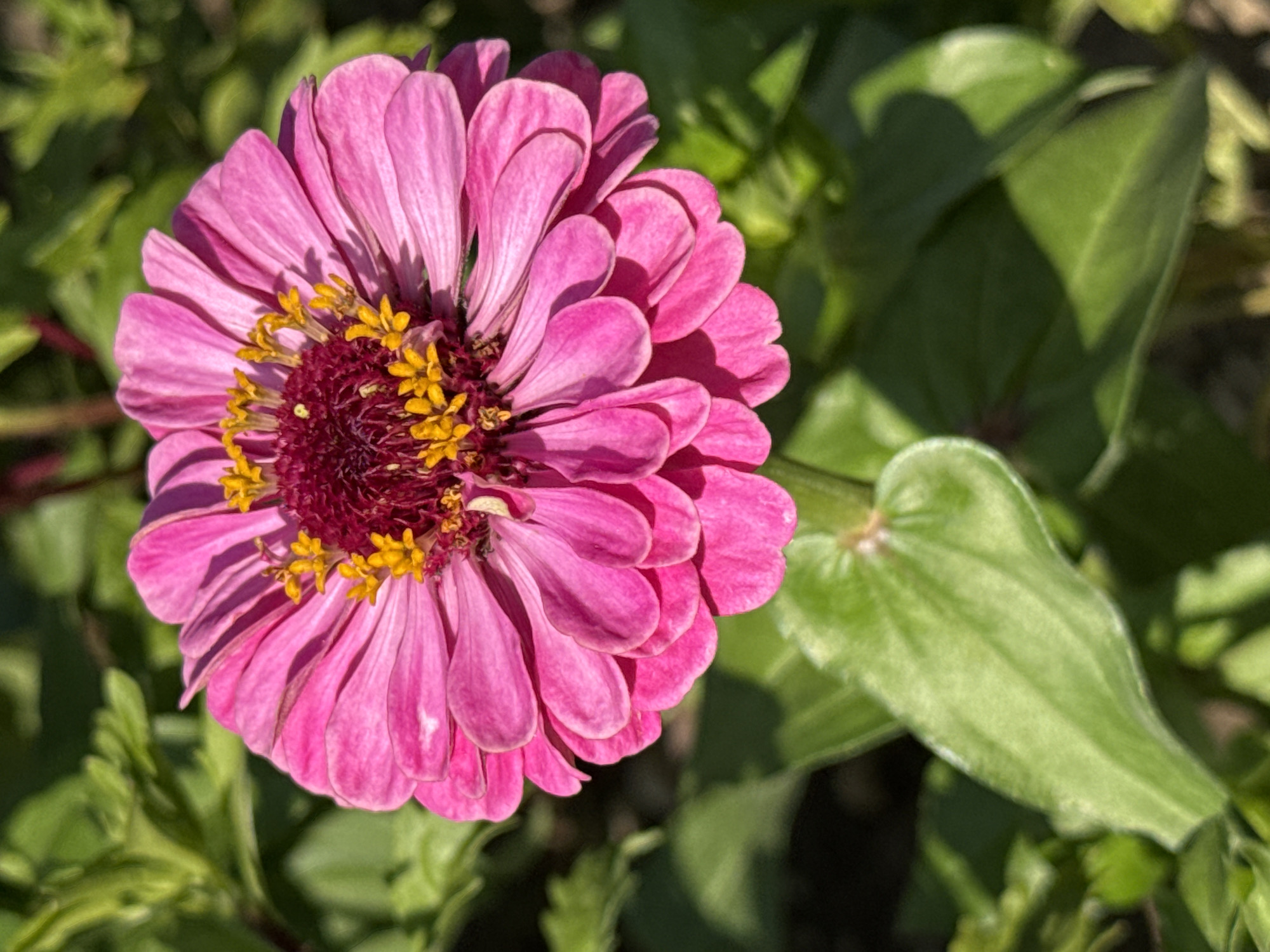 Summer flowers in close-up, Basel garden