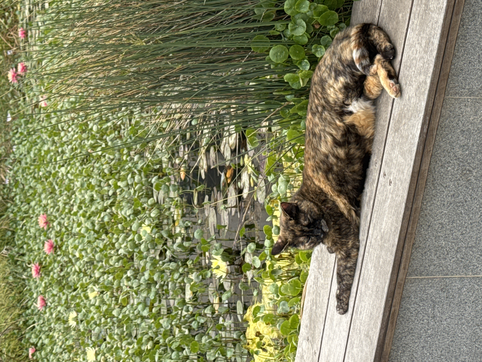 Cat sleeps on bench by flower-lined pond in Tel Aviv