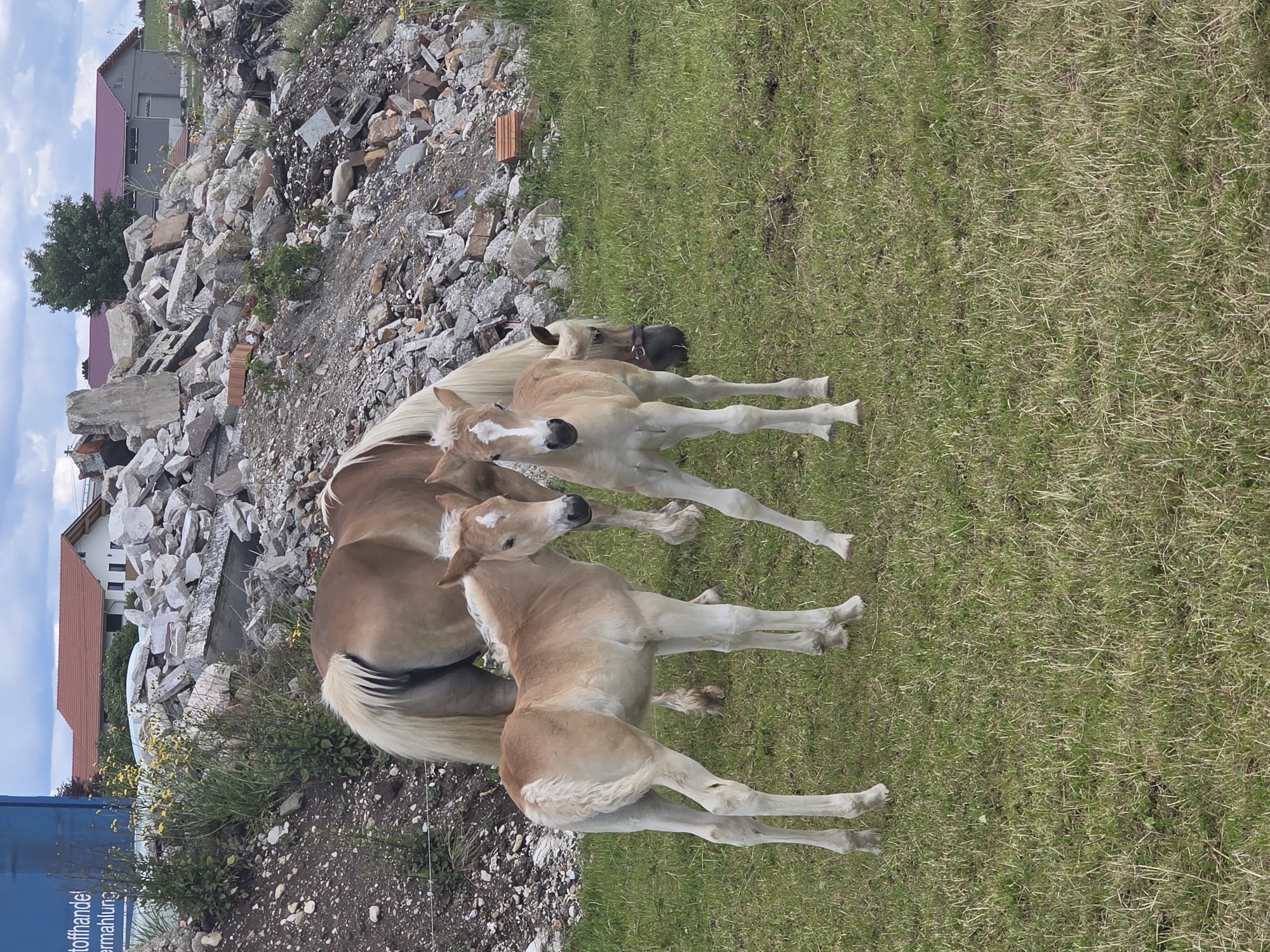 Haflinger mare and foals spotted grazing in Unterthingau