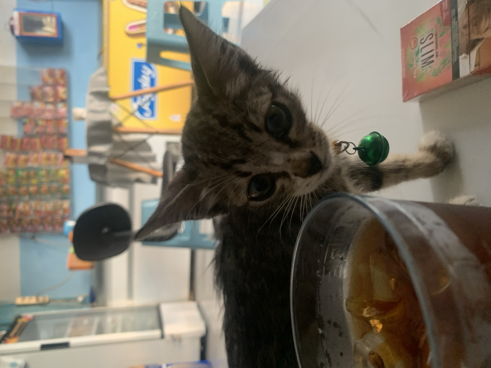 Morning moments with kittens and street scenes in Bekasi