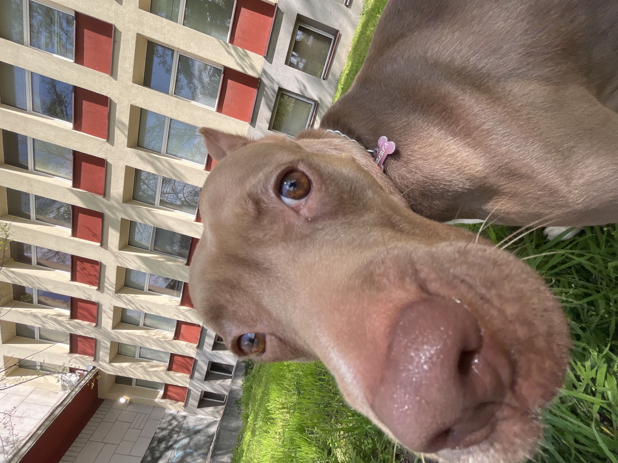 Pit bull spotted in two Plovdiv locations within minutes