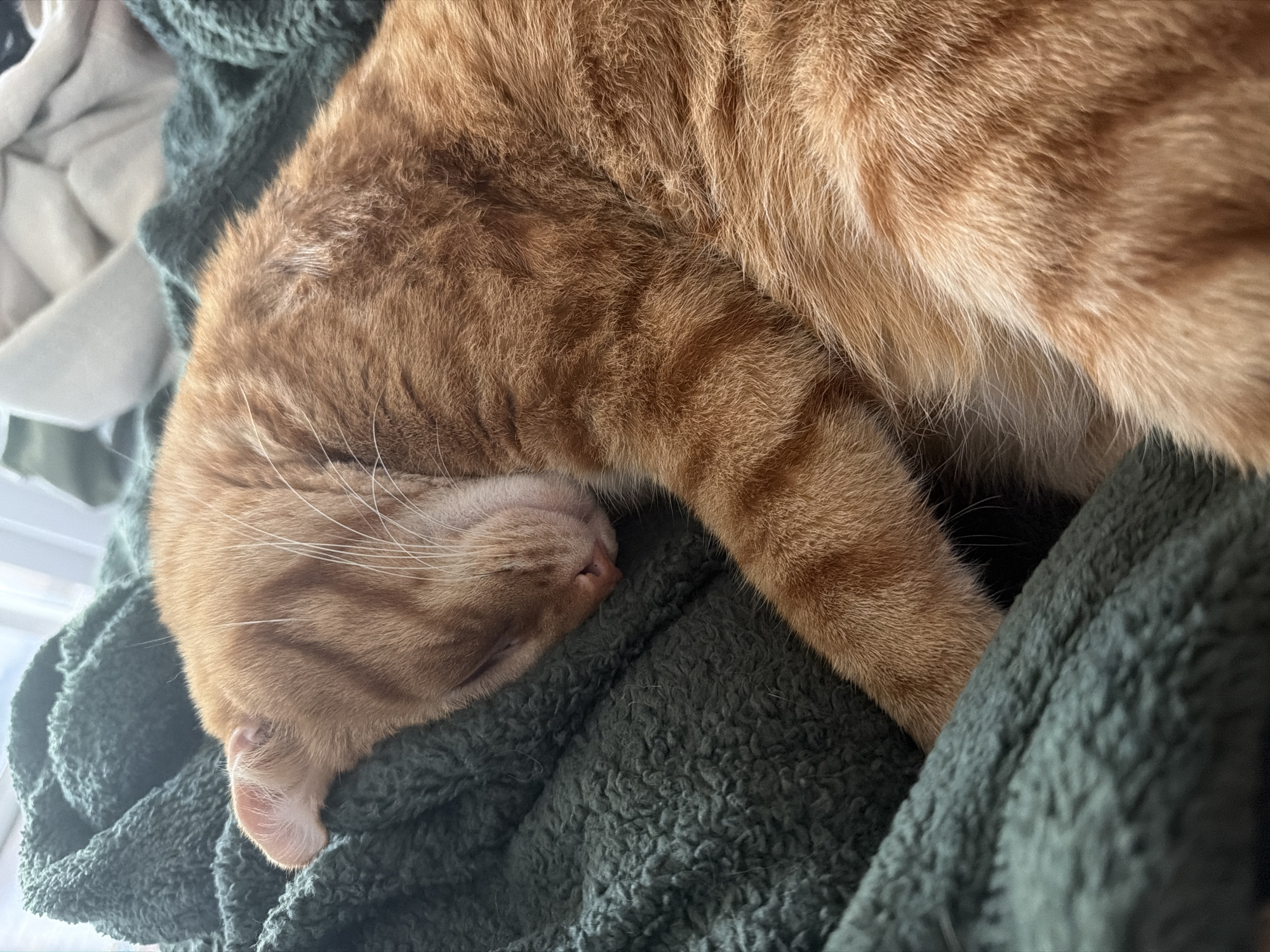 Orange tabby cat sleeps peacefully on green blanket