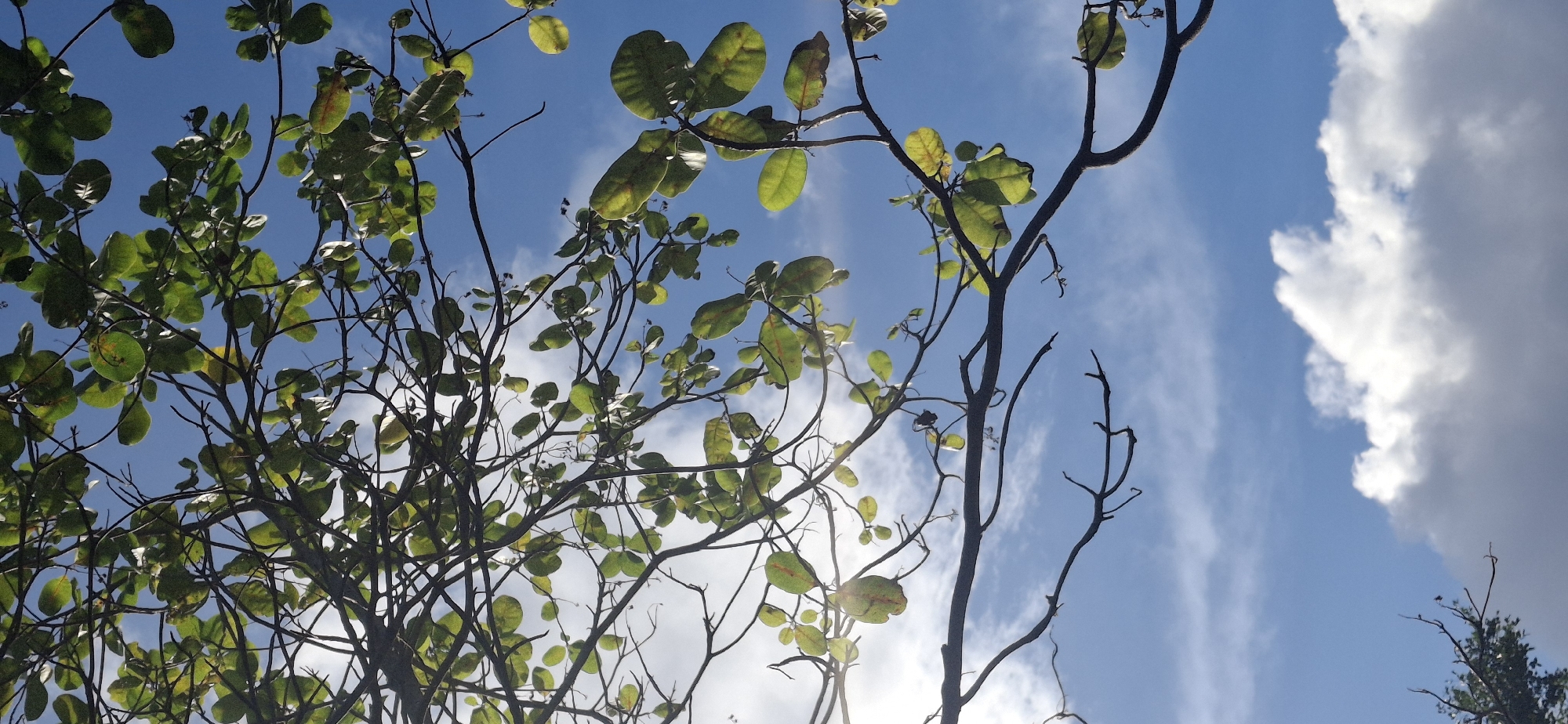 Evening nature documentation session captures Venezuelan flora and fauna