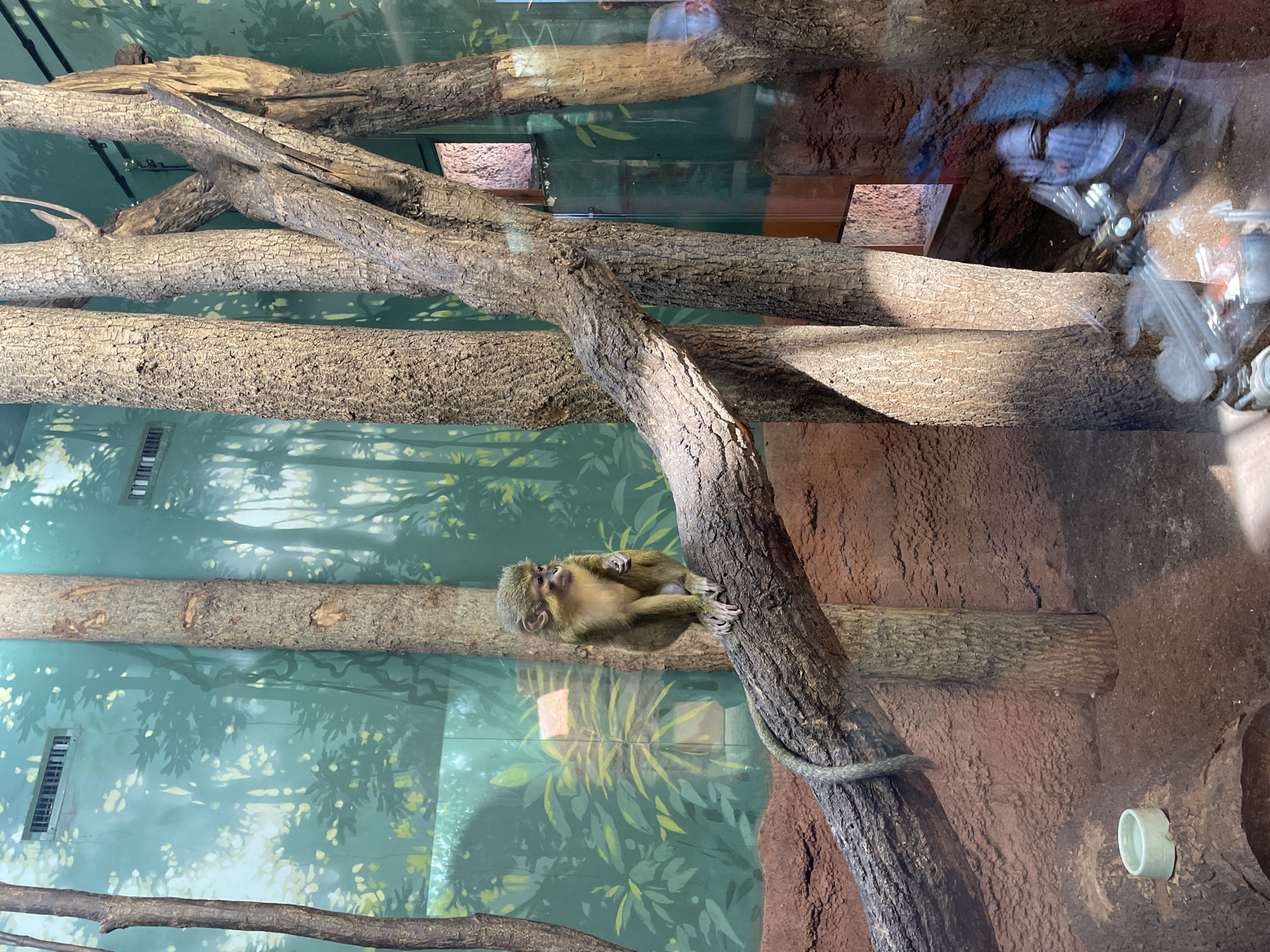 Primate observed in artificial forest enclosure