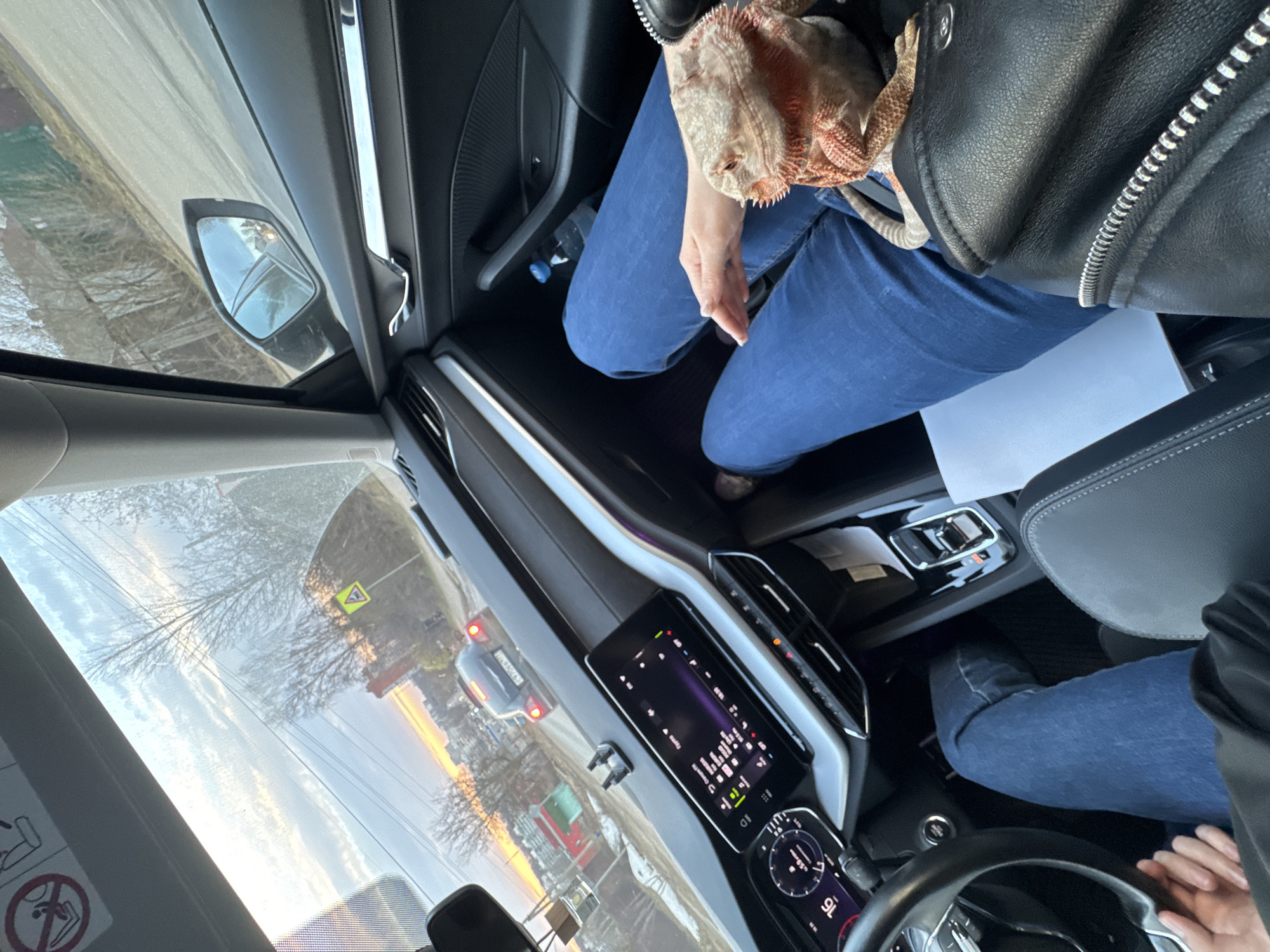 Bearded dragon rides as car passenger in Russia