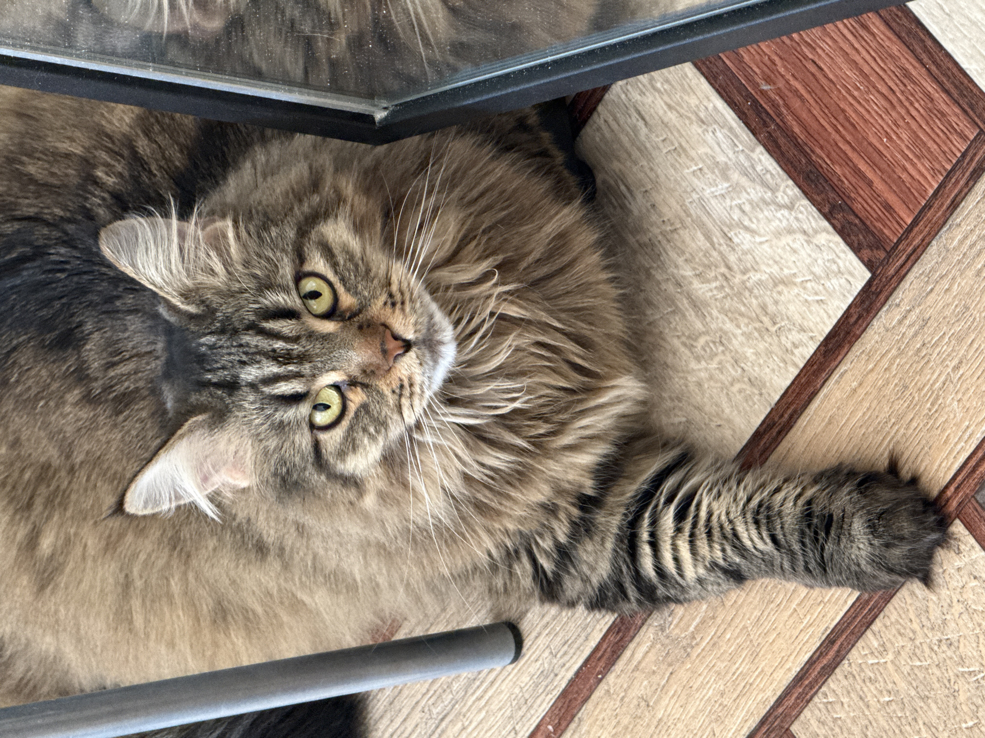 Tabby cat rests under glass table in Izhevsk home