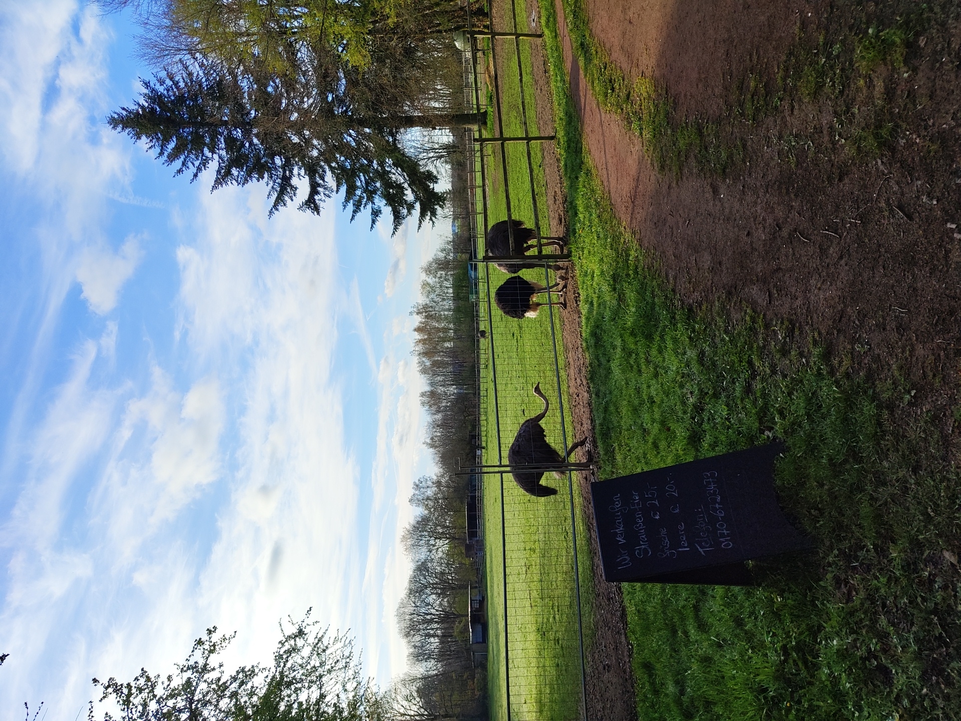 Ostriches spotted in commercial enclosure in Mettlach, Germany