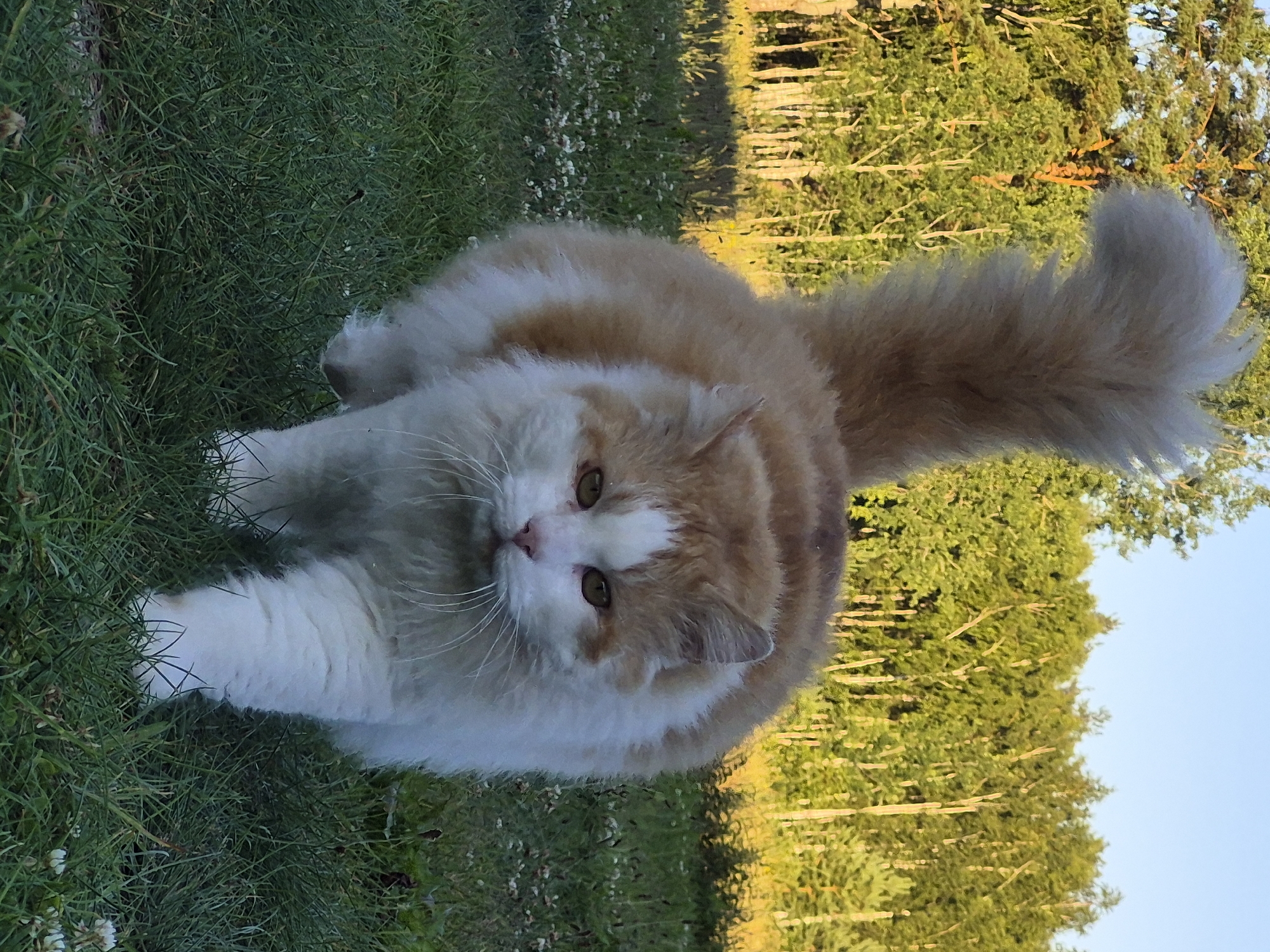 Lazy summer afternoon with a cat in an Estonian garden