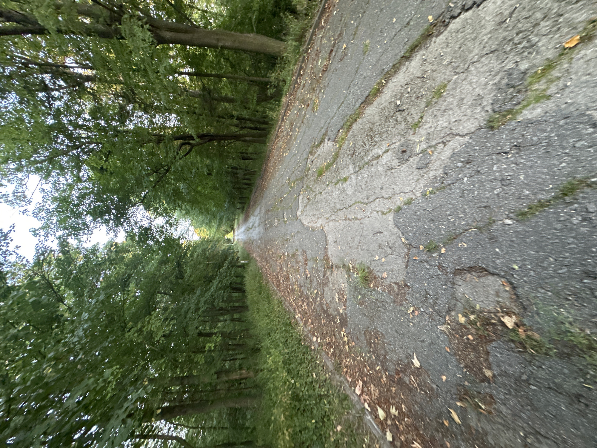 Selfies and trail shots along a worn forest road in Makiv