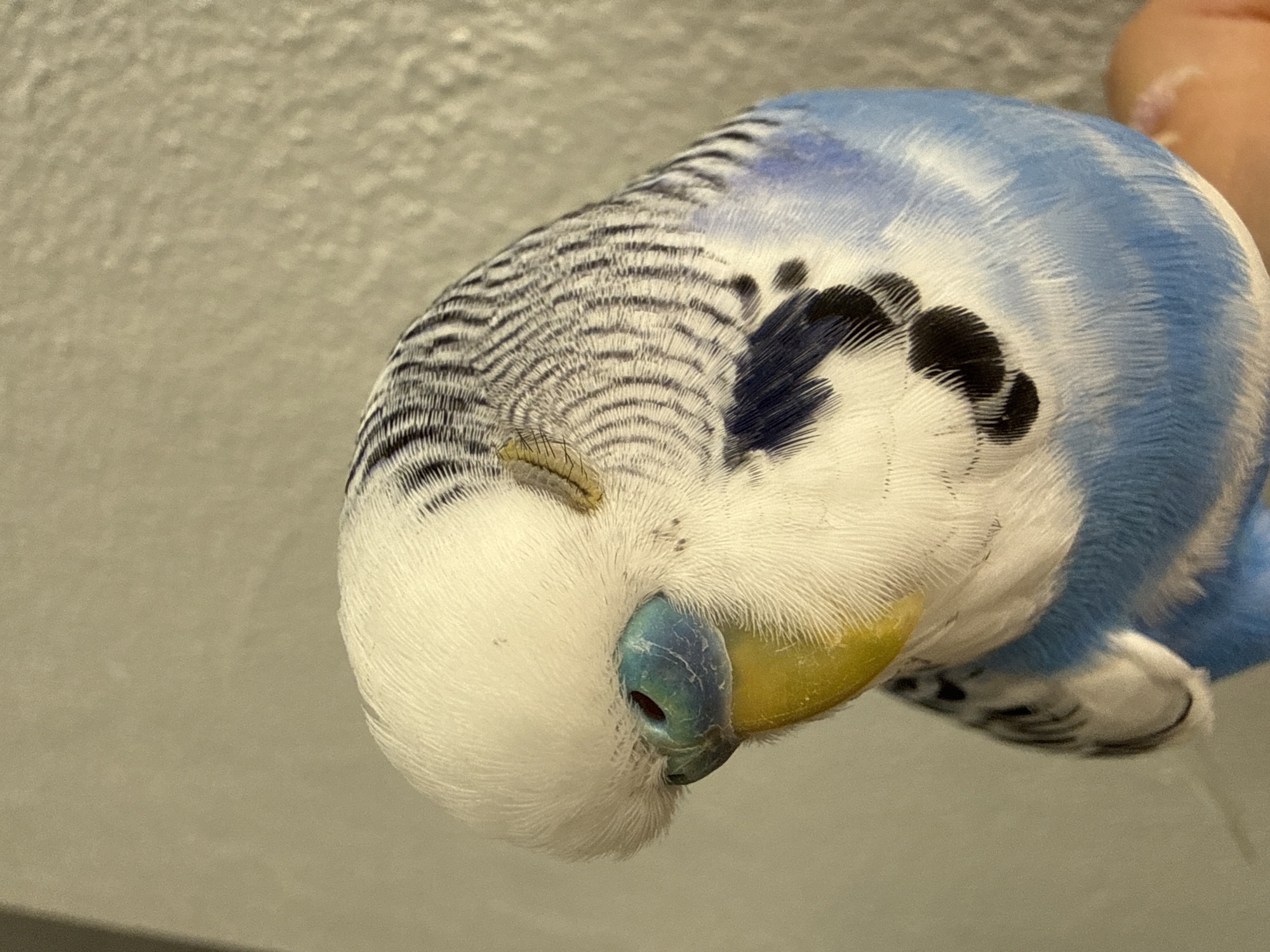 Budgerigars up close in a Konya home