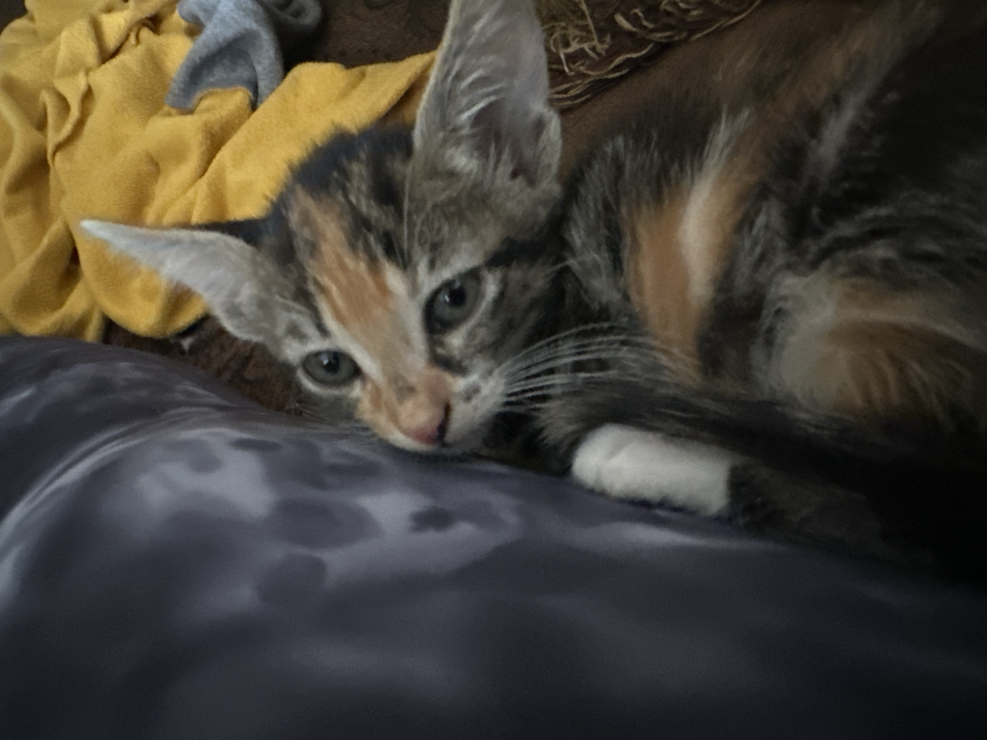 Kitten caught napping on laps in Arica, Chile