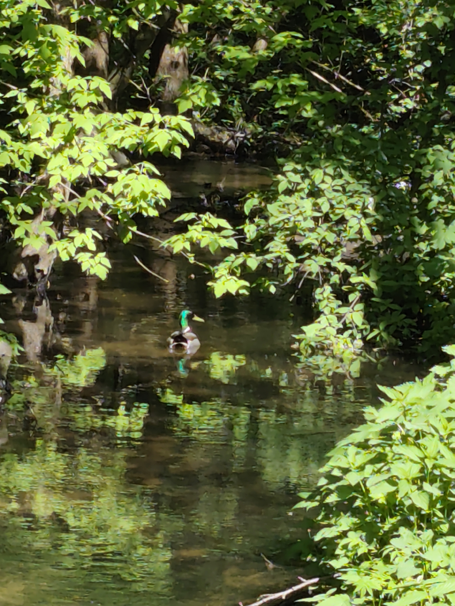 Mallard duck swims through forest stream in Kratovo, Russia