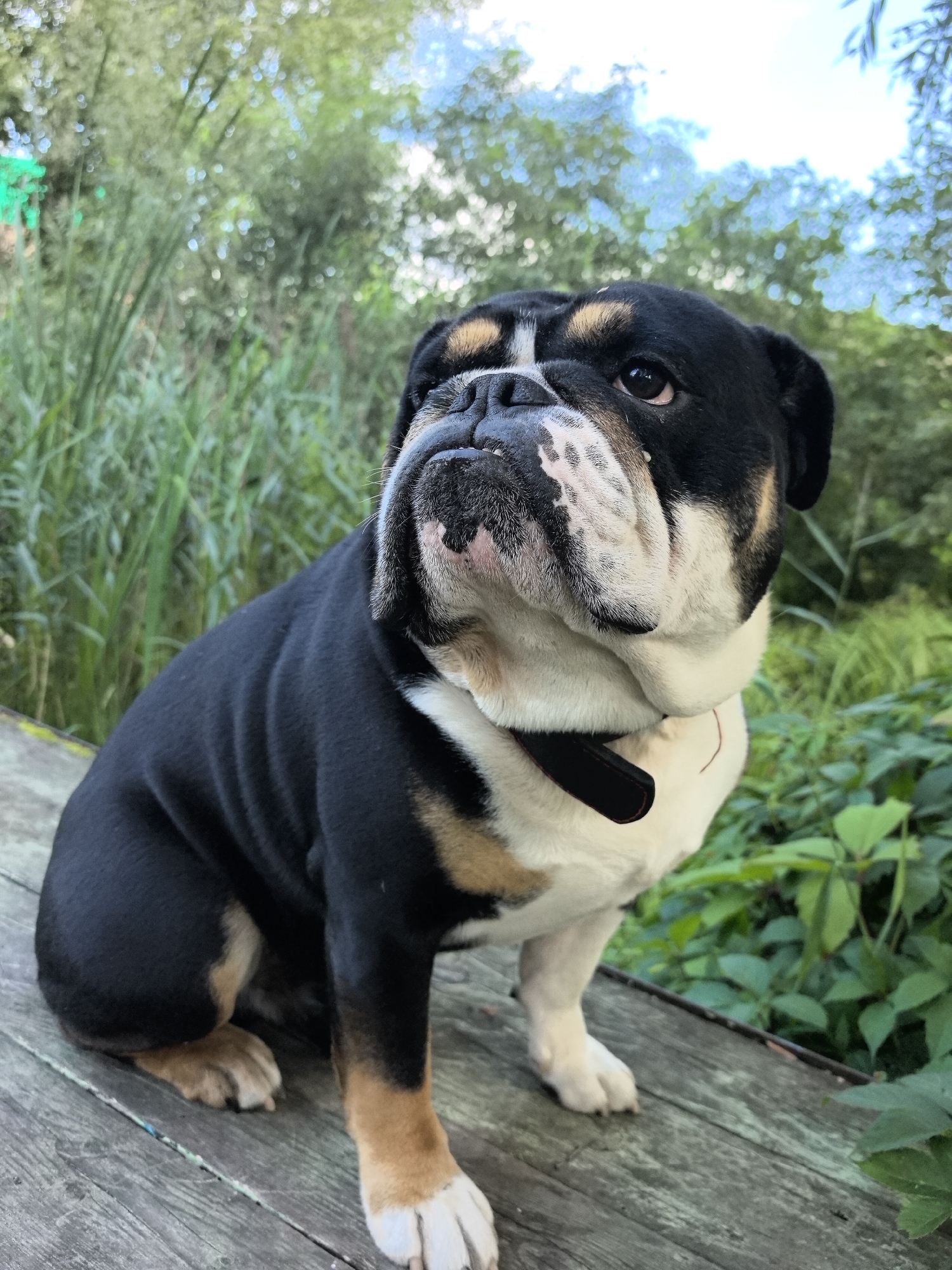 Bulldog and budgie: a quick look at two Chaikovsky pets