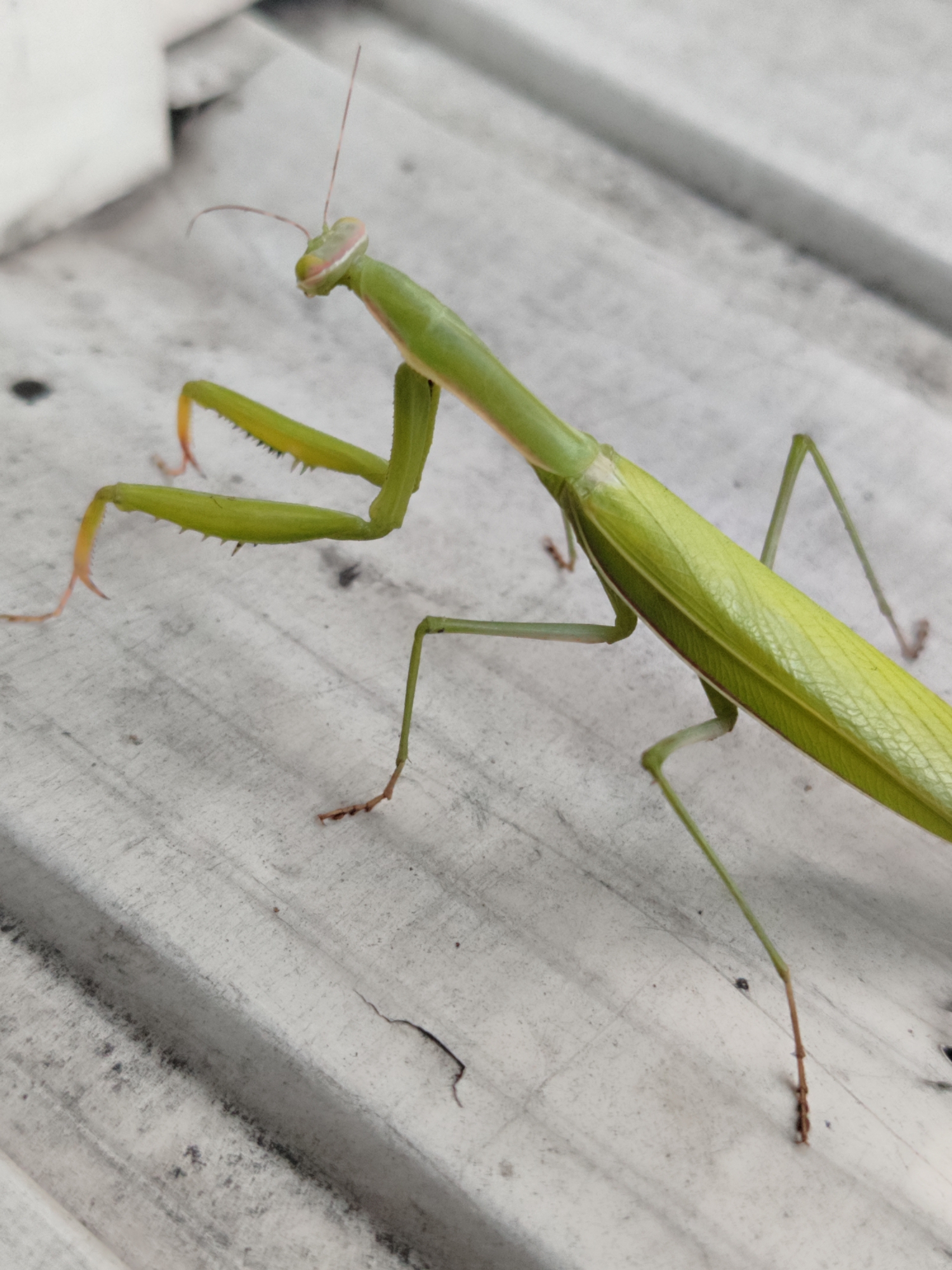 Bright green praying mantis explored across surfaces near a sunlit hallway