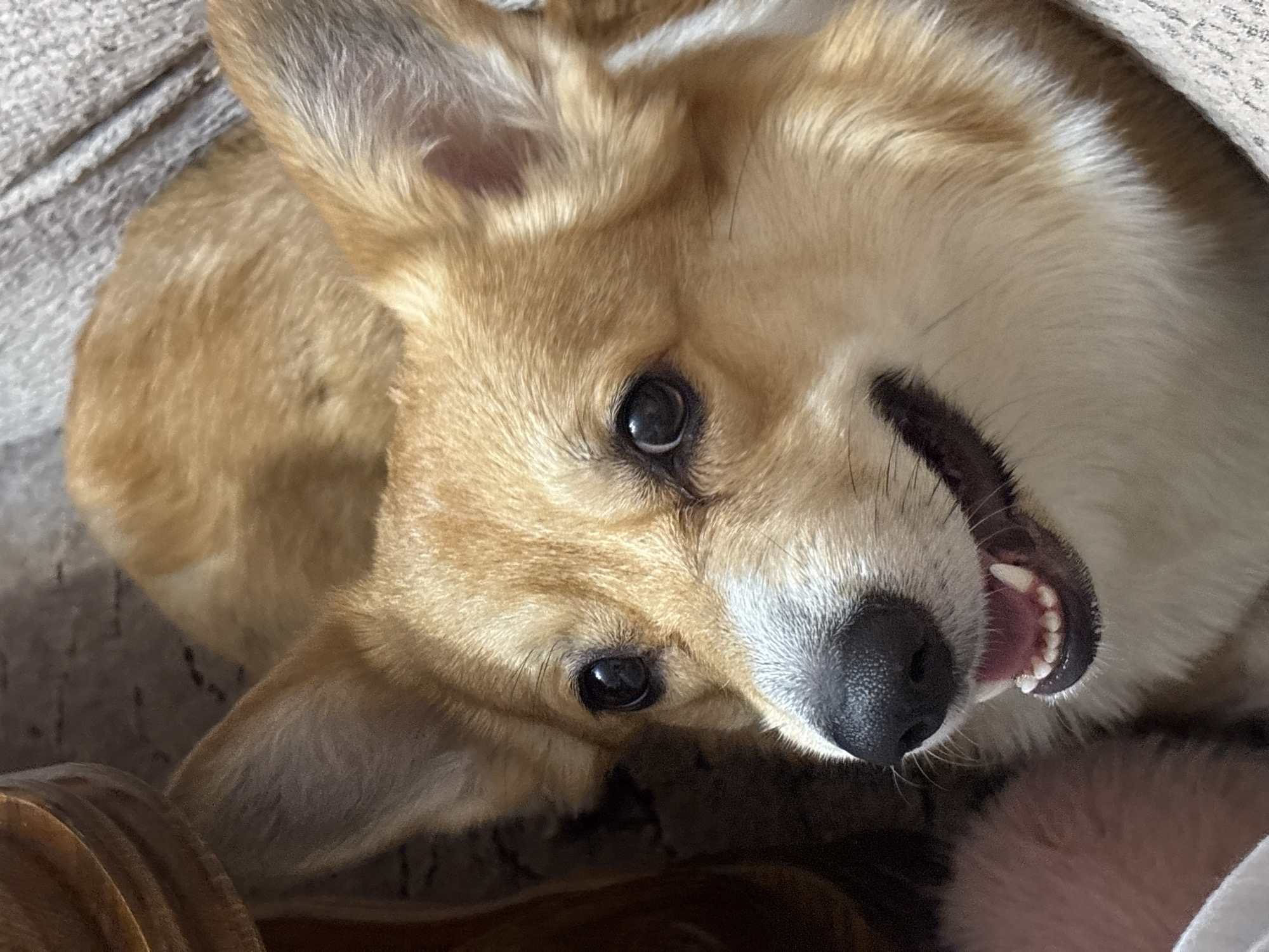 Corgi dog photographed upside down in Krasnoyarsk