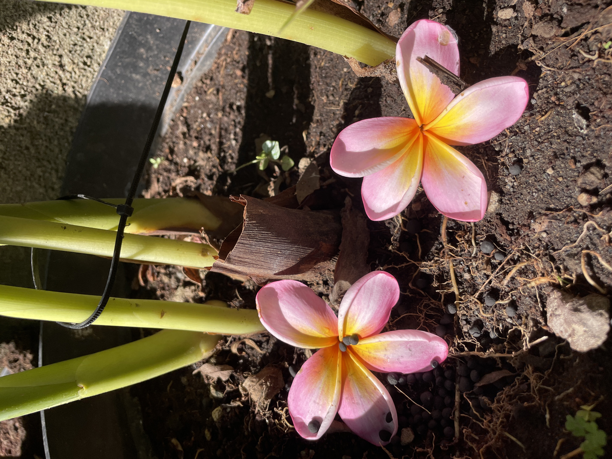 Various flowers documented in coordinated location within one-minute span