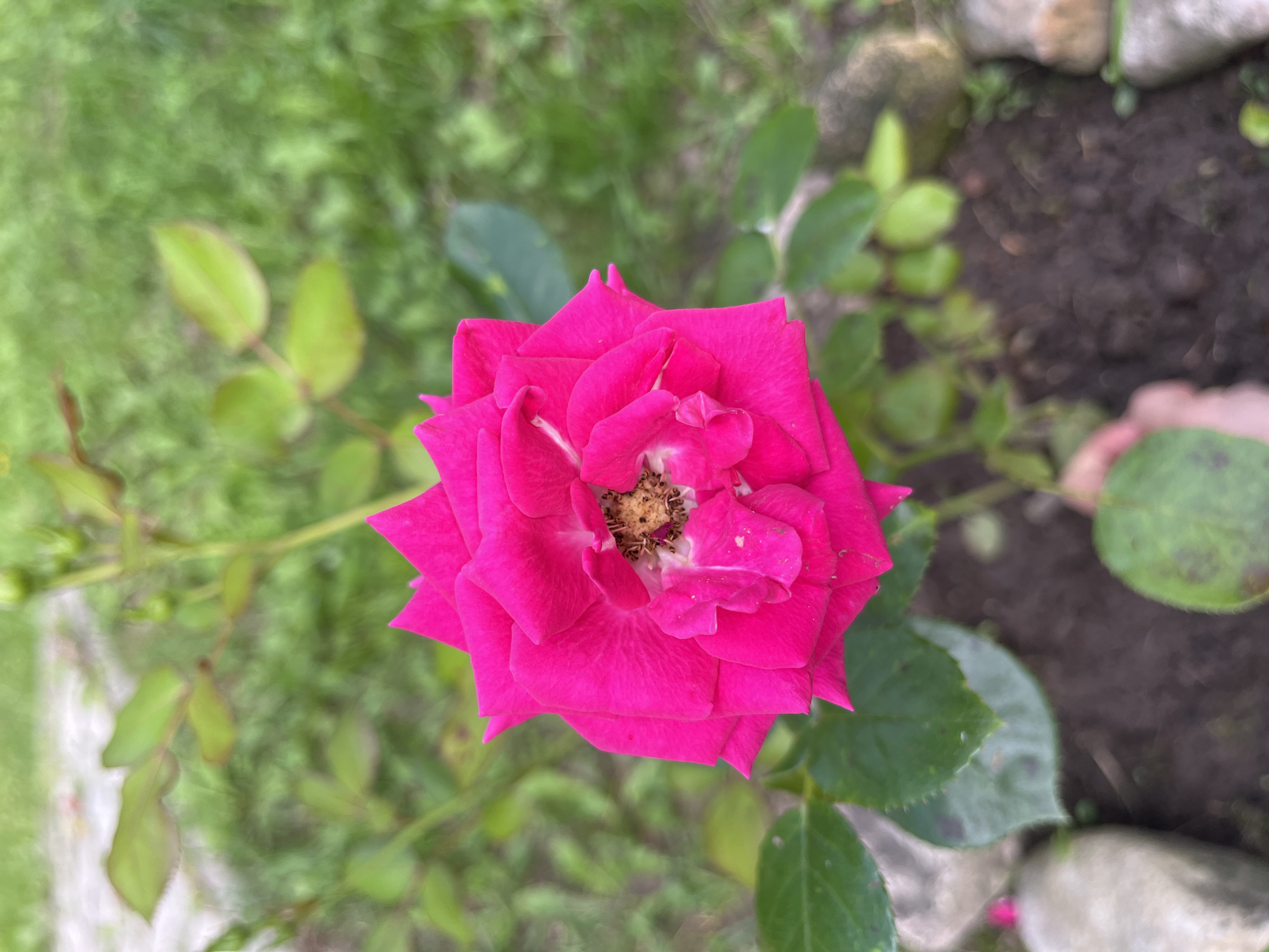 A Russian garden in full summer bloom, flower by flower