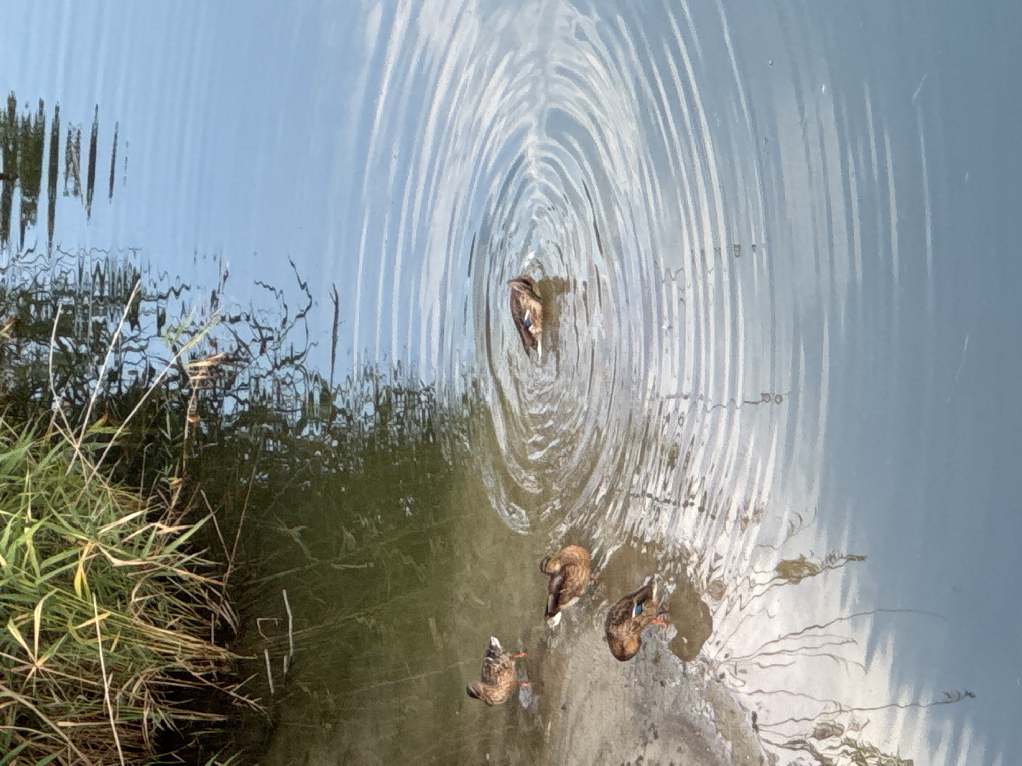 Ducks at the water's edge near Rostov-on-Don