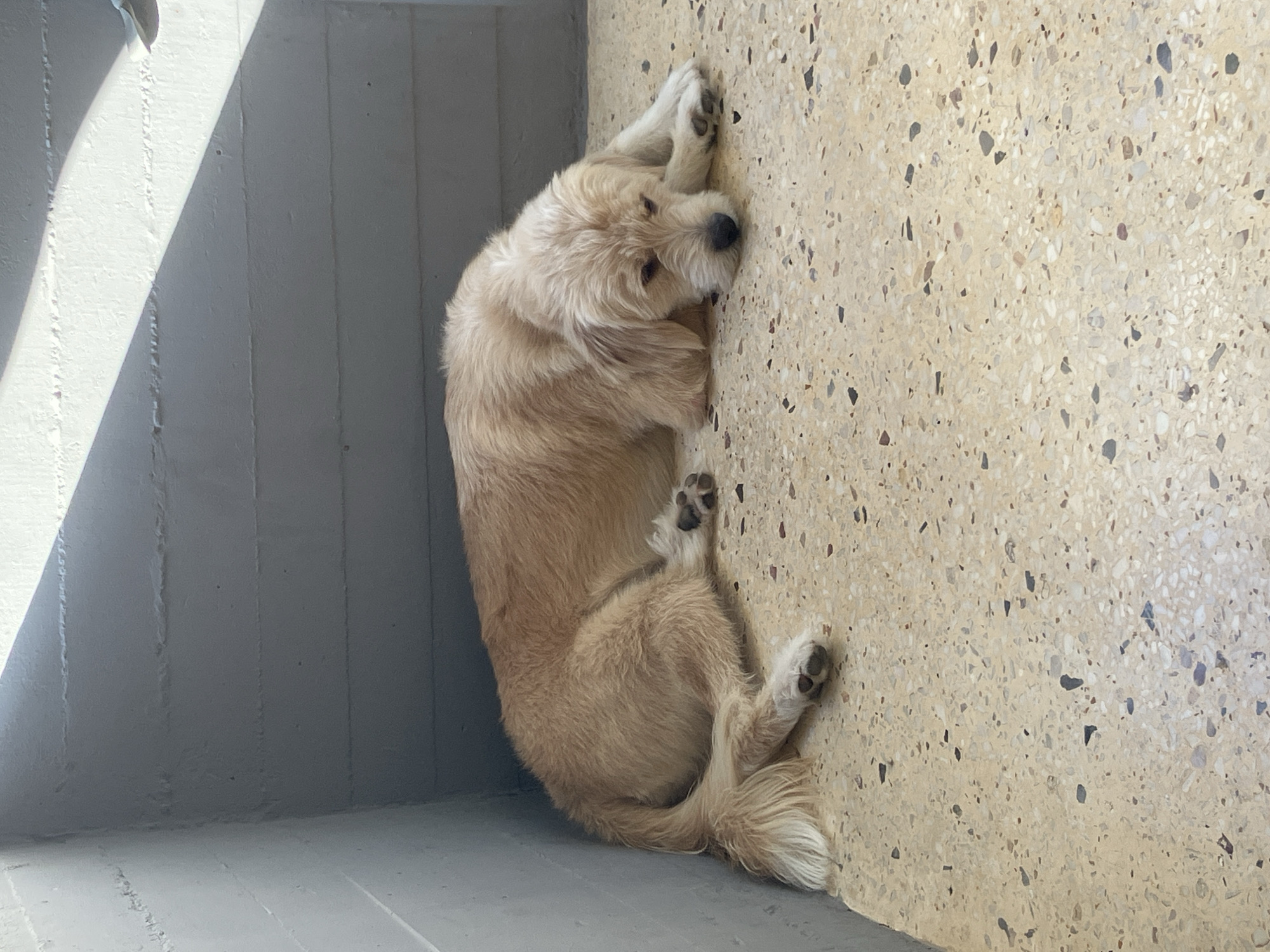 Dogs lounging on cool floors in Paleo Faliro