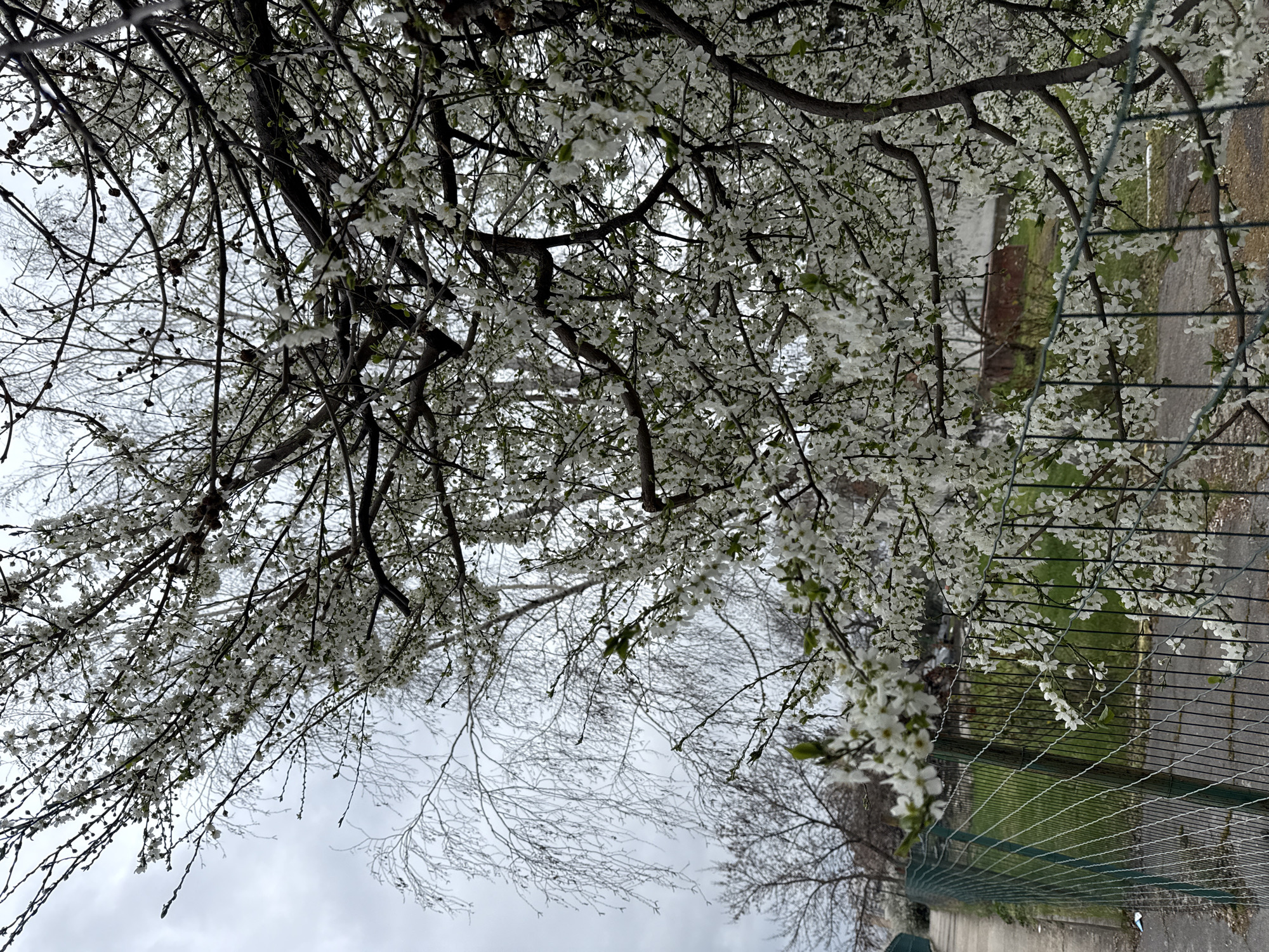 Person holds container of coated sticks near blooming trees