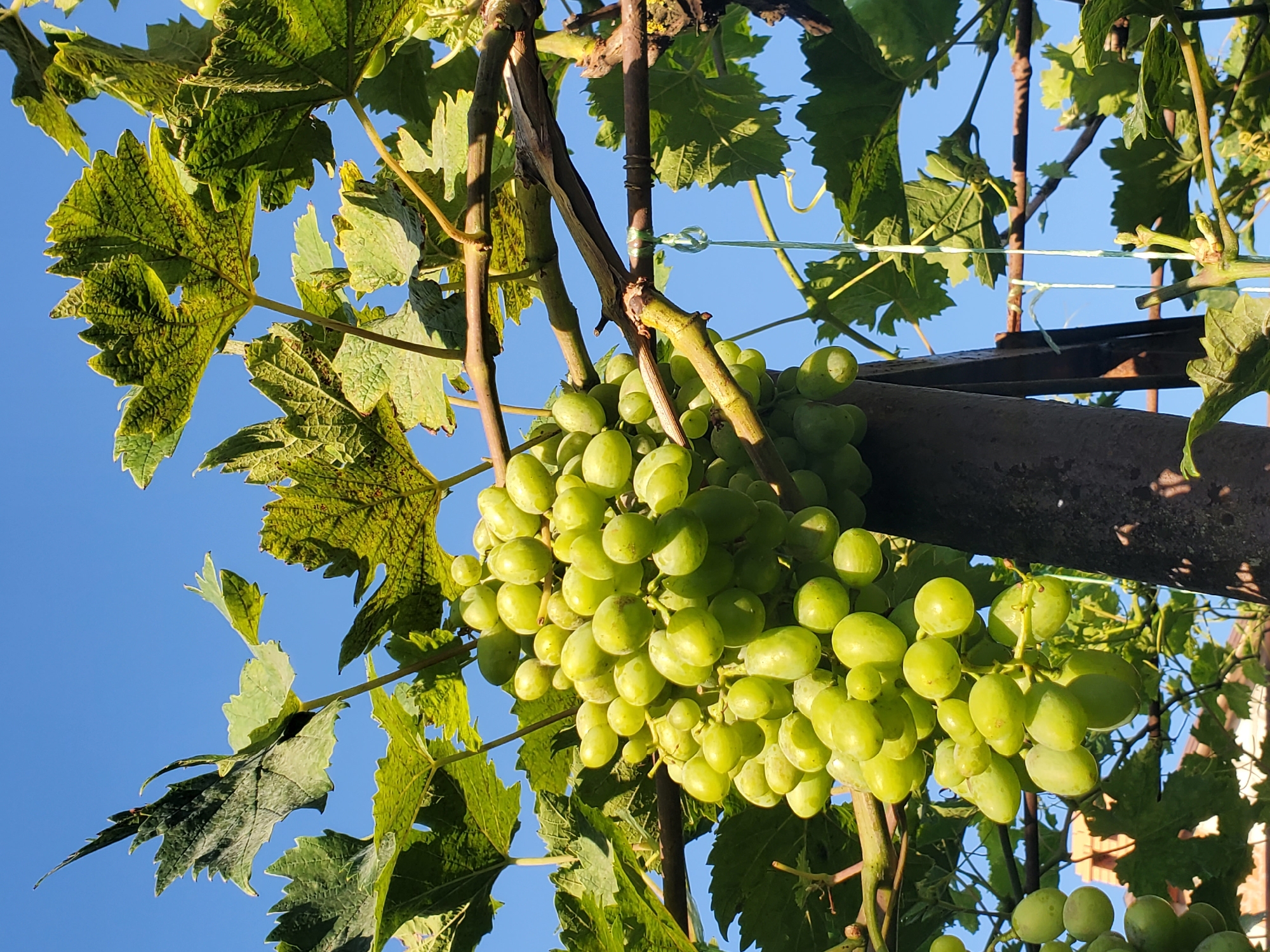 Summer garden in Chornomors'ke: fruit, vines, and flowers up close