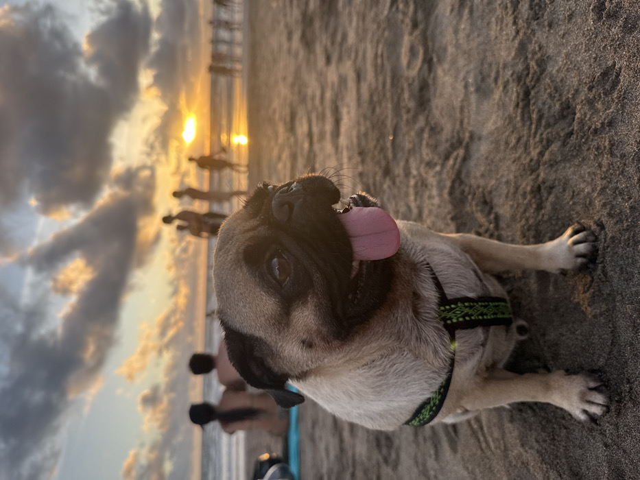 Two women enjoy beach day with pug dogs in Canggu