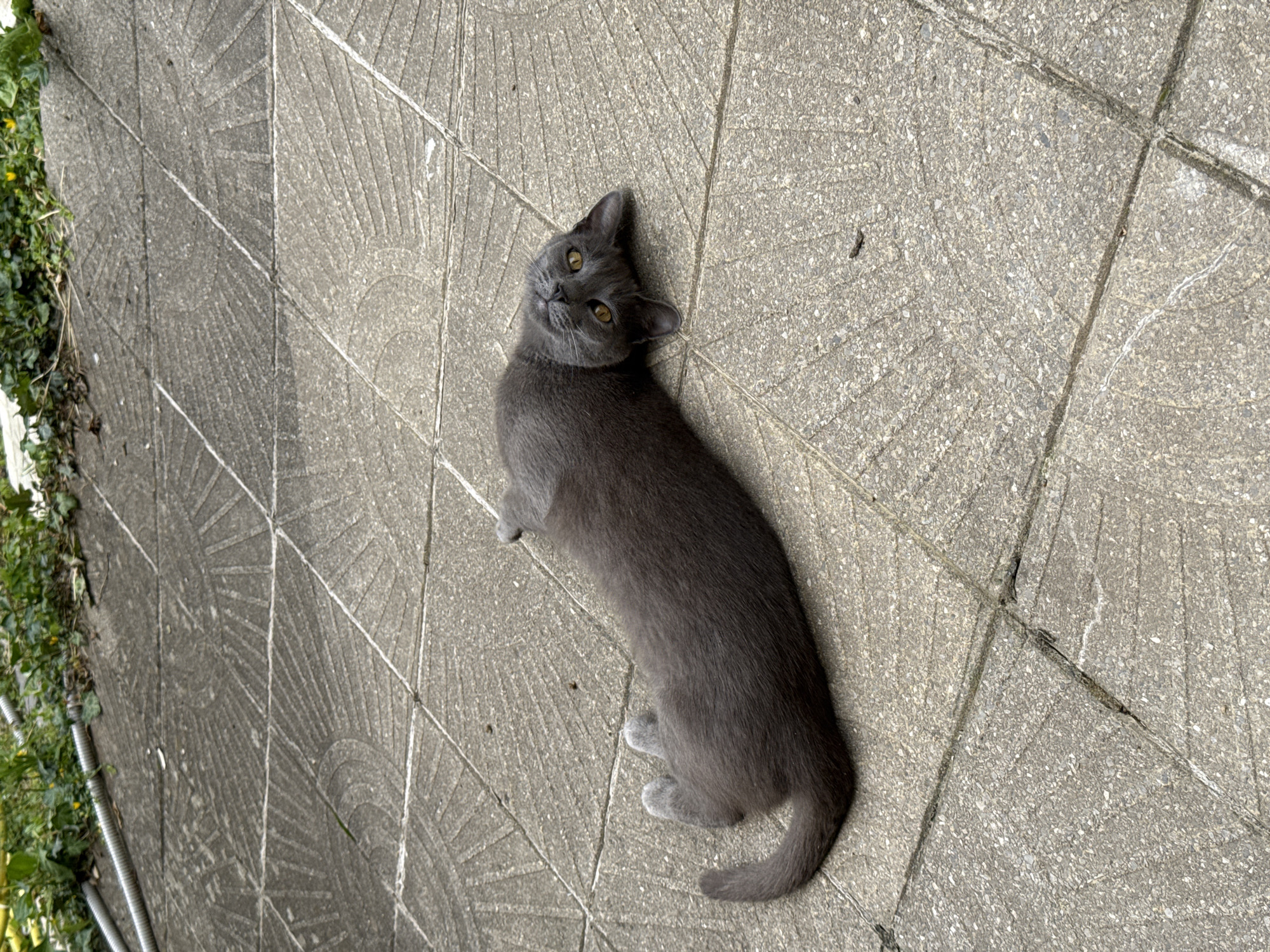 Cats lounge on Sofia patio as woman takes selfies