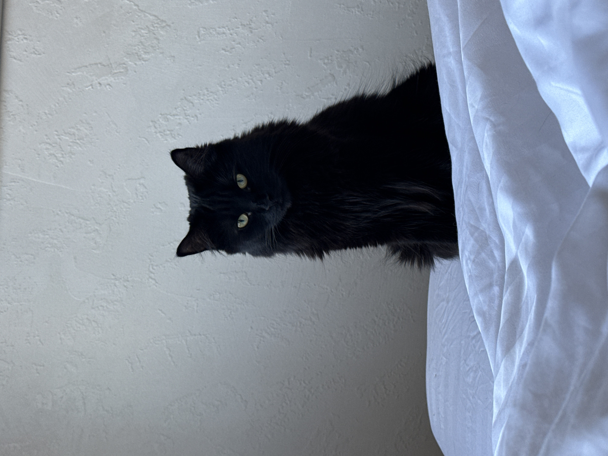 Black cat observed indoors in Rostov-on-Don, Russia