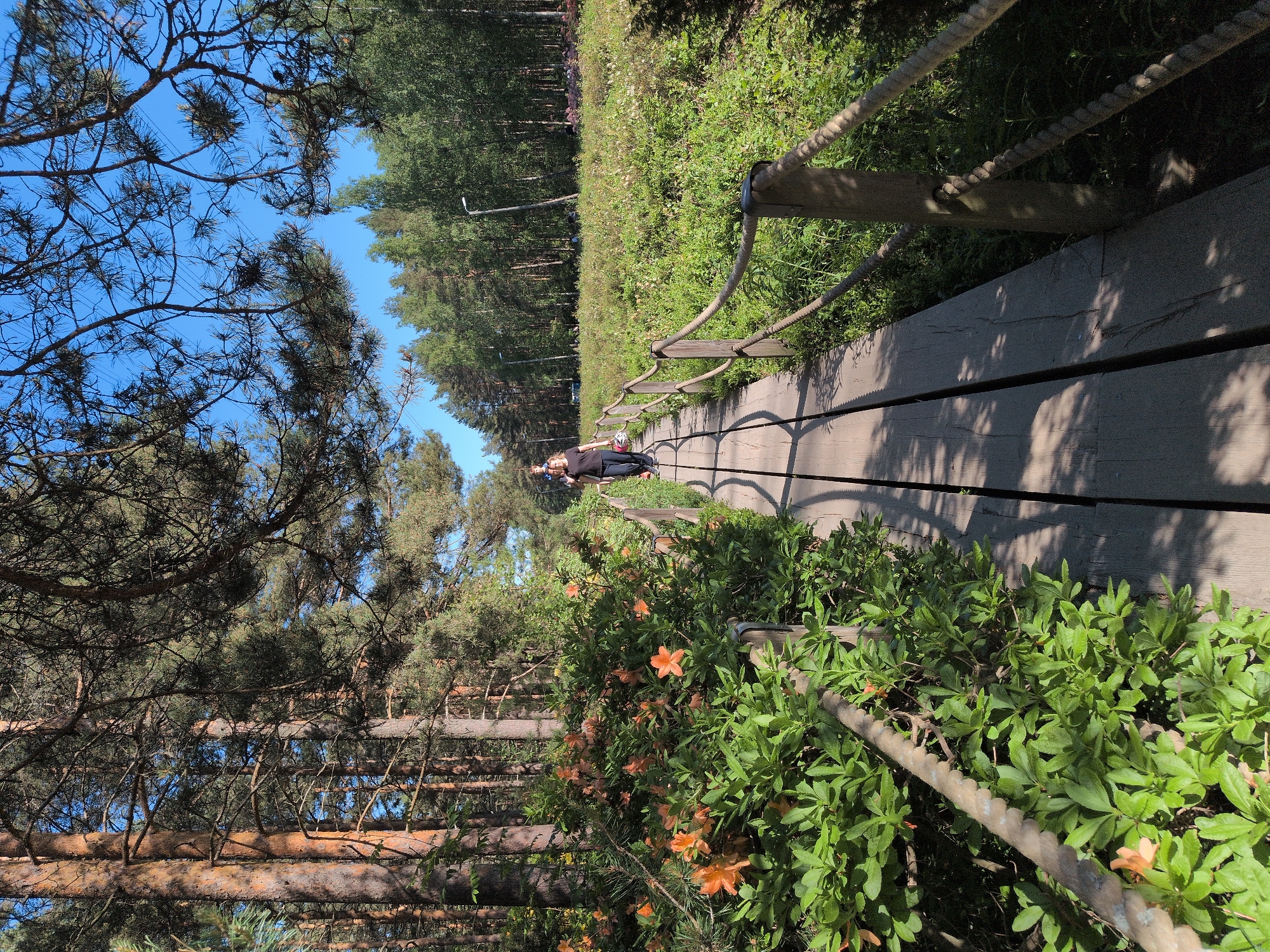 Visitor documents blooming rhododendrons at Helsinki's Rodopuisto park