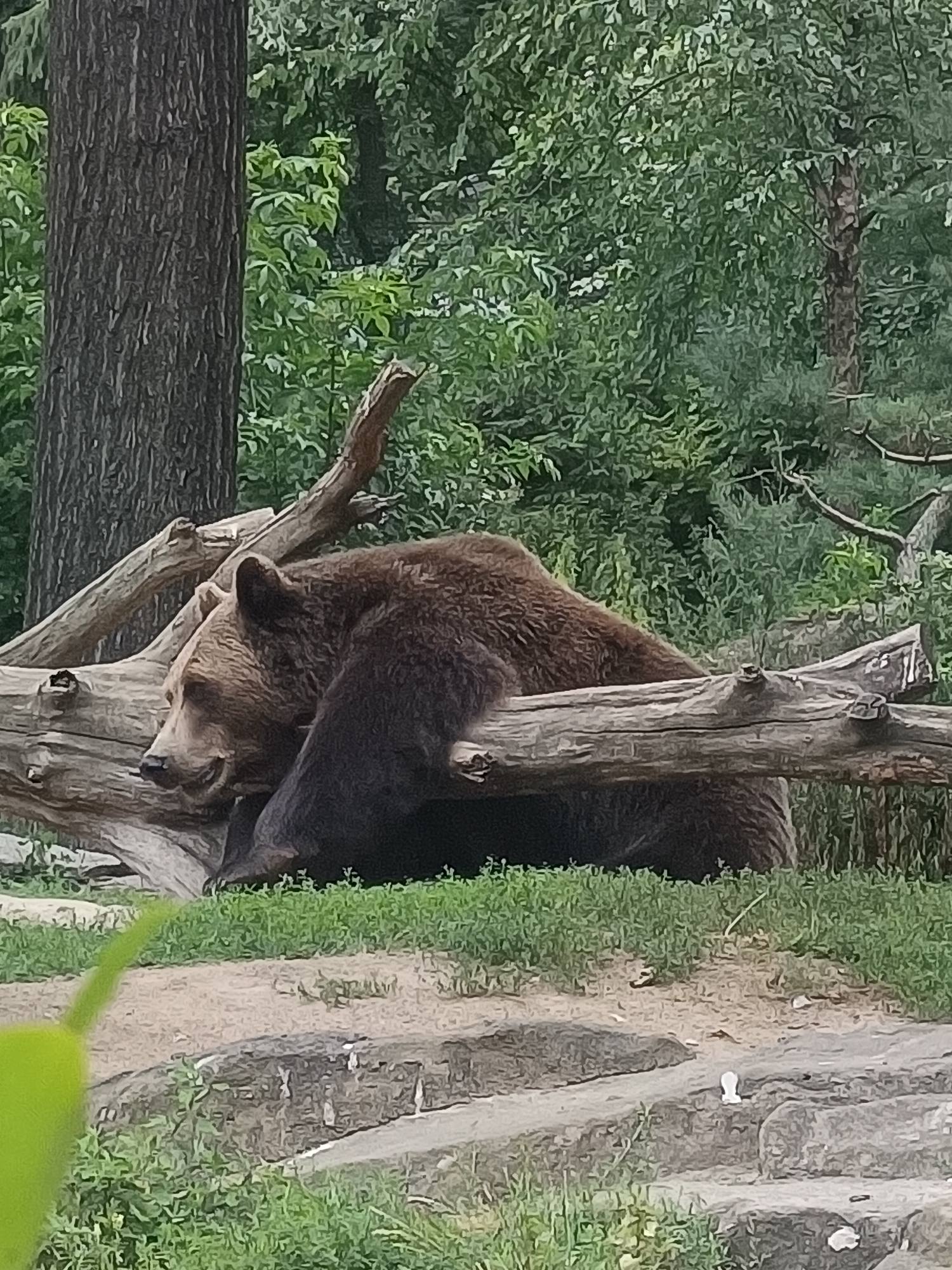 Brown bears and bison at rest in Berlin Zoo
