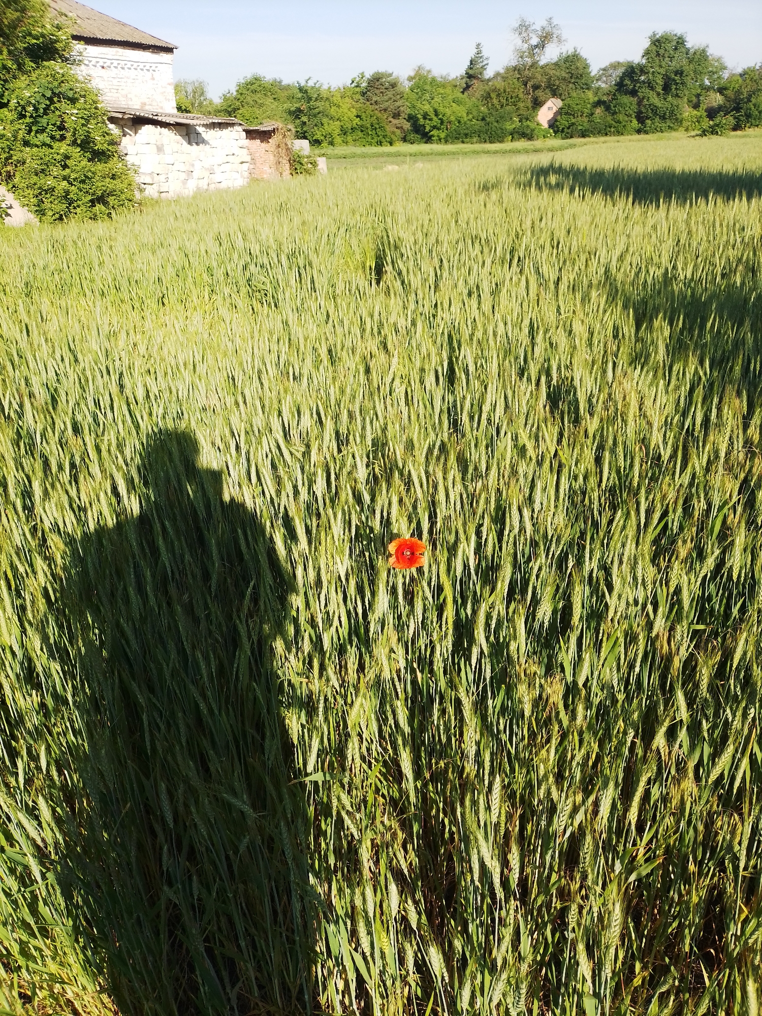 Rural Ukrainian morning: cats, chickens, poppies in Ustyvytsia farmyard