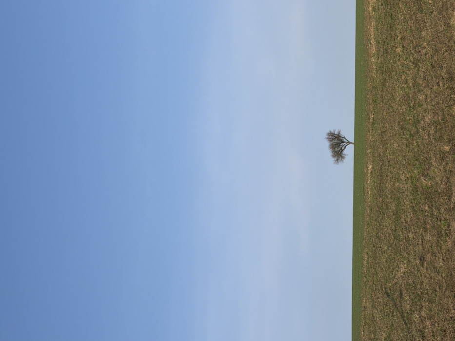 Bare tree stands alone in Austrian field under clear skies